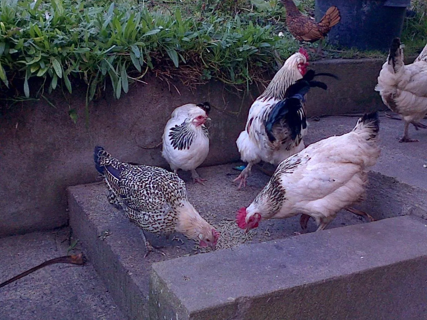 Animals in Seafield Farmhouse