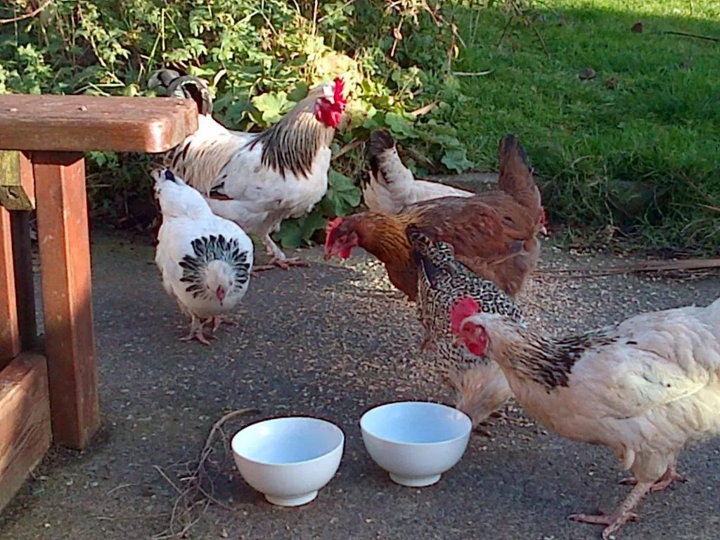 Animals in Seafield Farmhouse