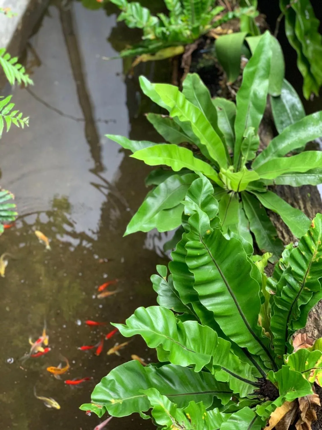 Garden in Come Sit Hostel