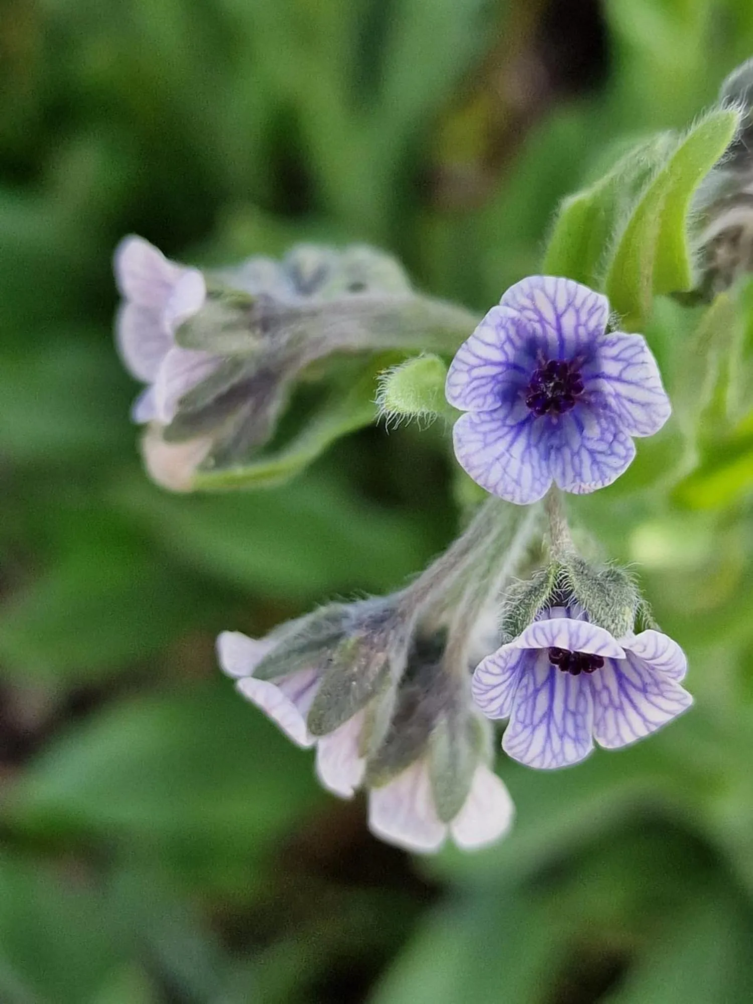 Spring in L' Esmerand
