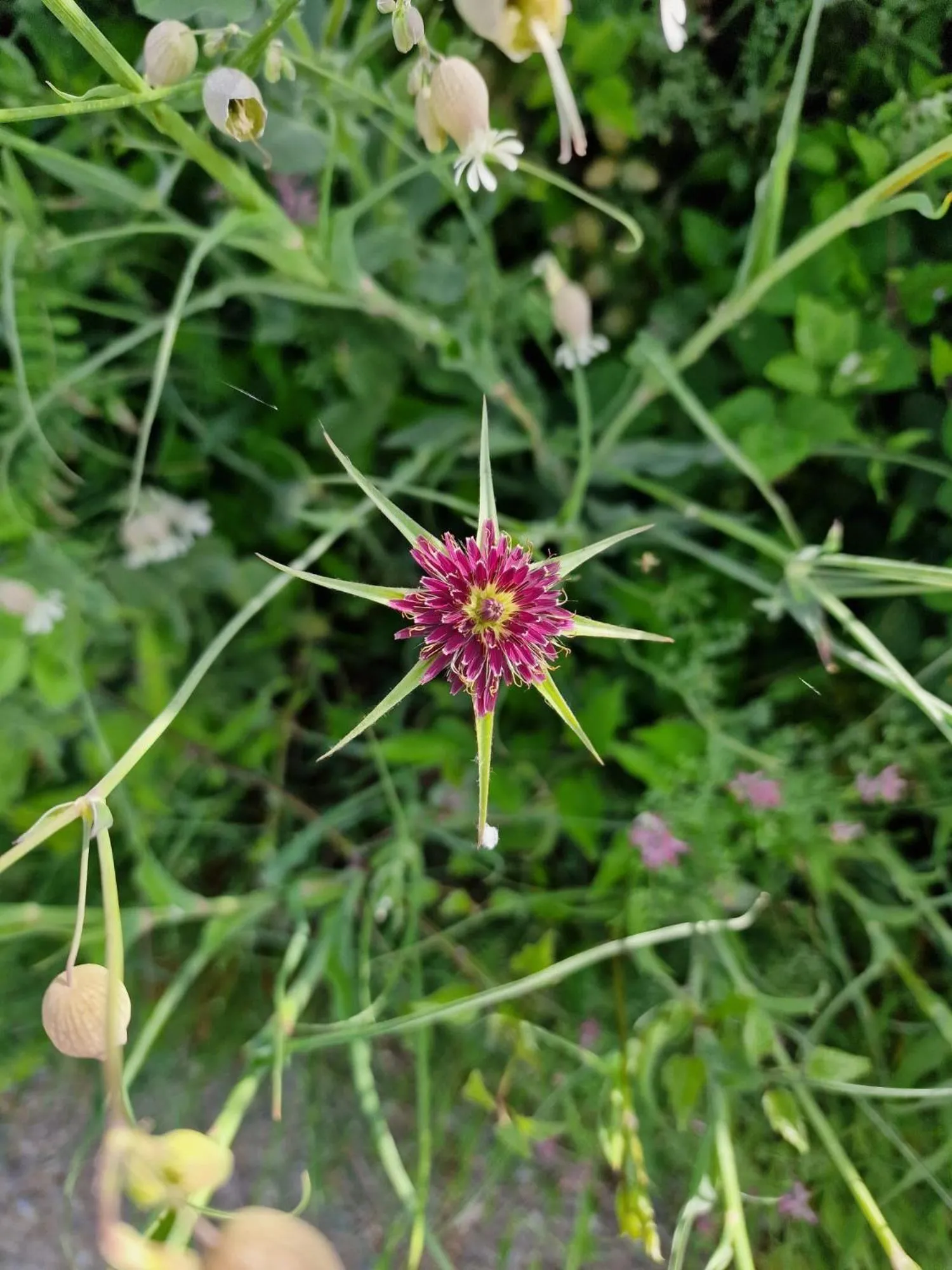 Spring in L' Esmerand