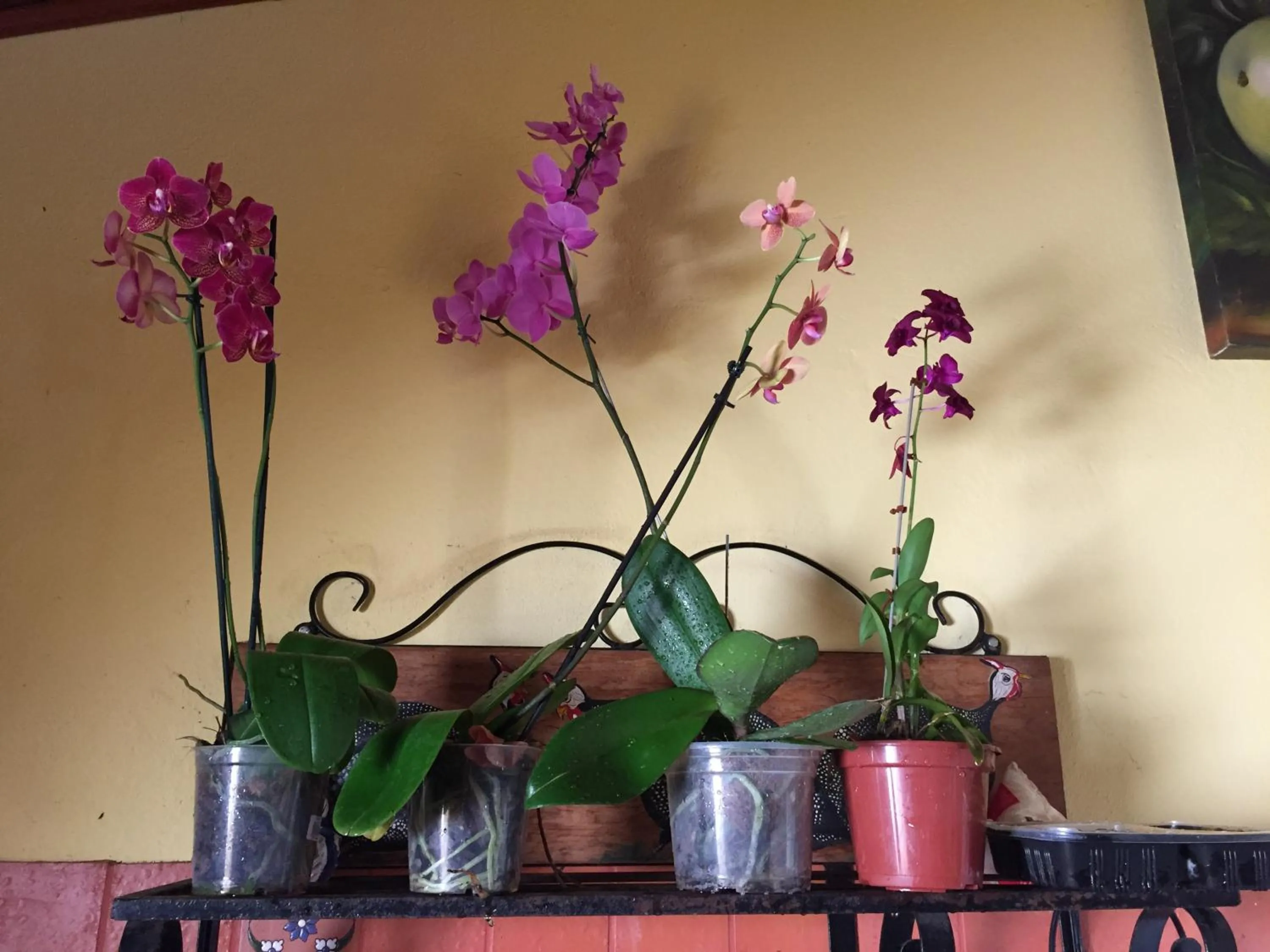 Garden in Pousada Lagoa da Mata