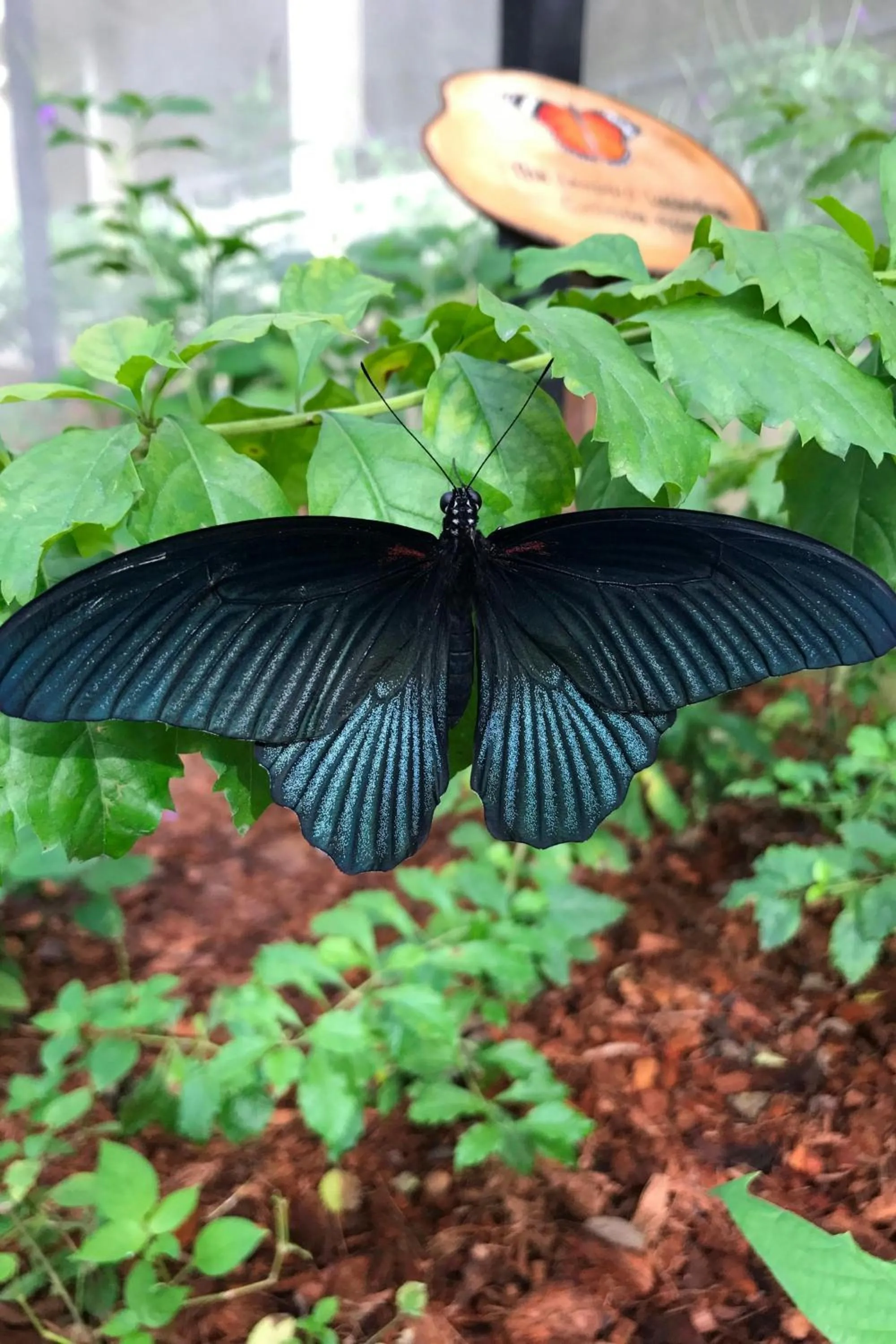 Other in Phuket Marriott Resort & Spa, Merlin Beach