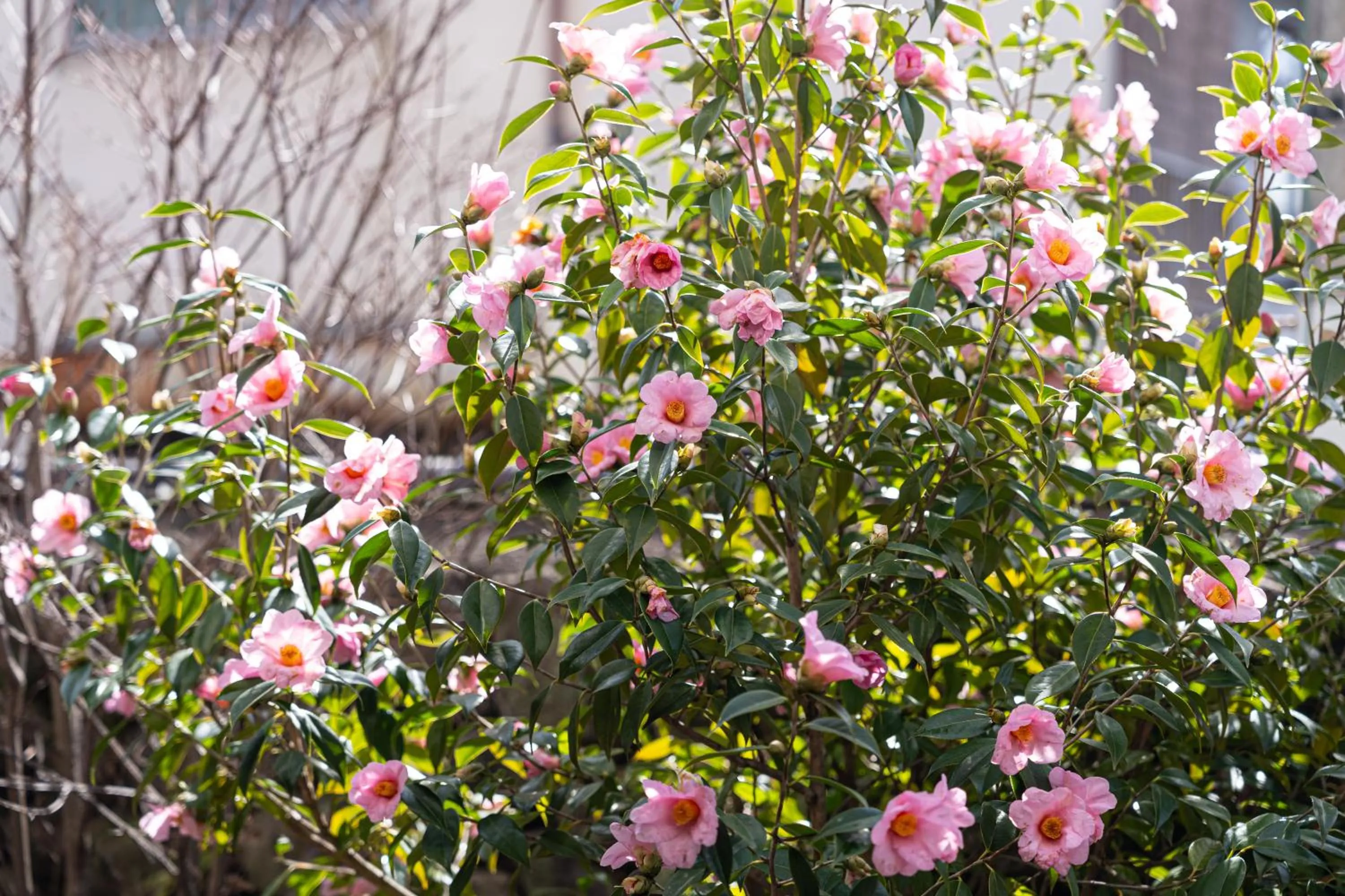 Spring in BEPPU HOSTEL U&T