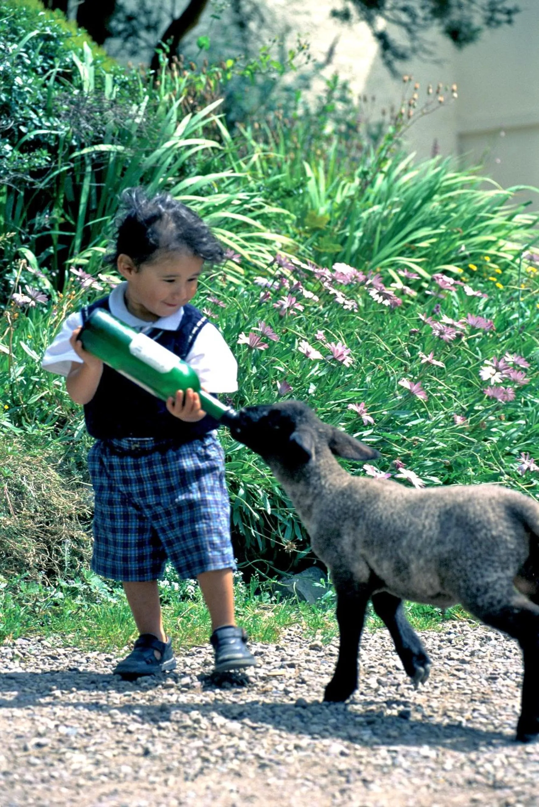 Animals in Barnabrow Country House