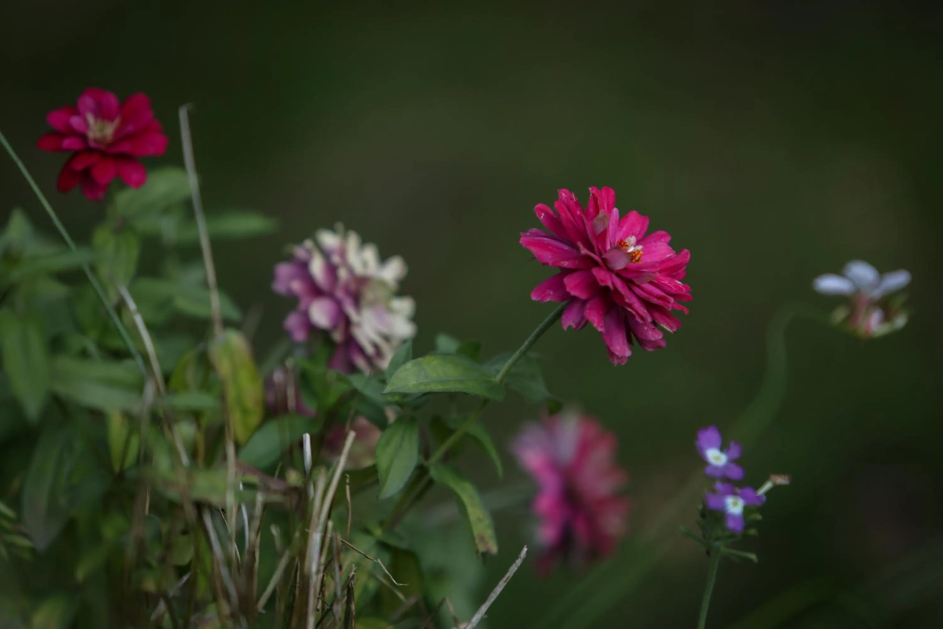 Spring in Hôtel Restaurant Gîtes Les 5 Saisons