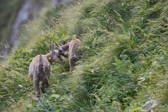 Other in Camping Base de Loisirs du Lac de la Moselotte