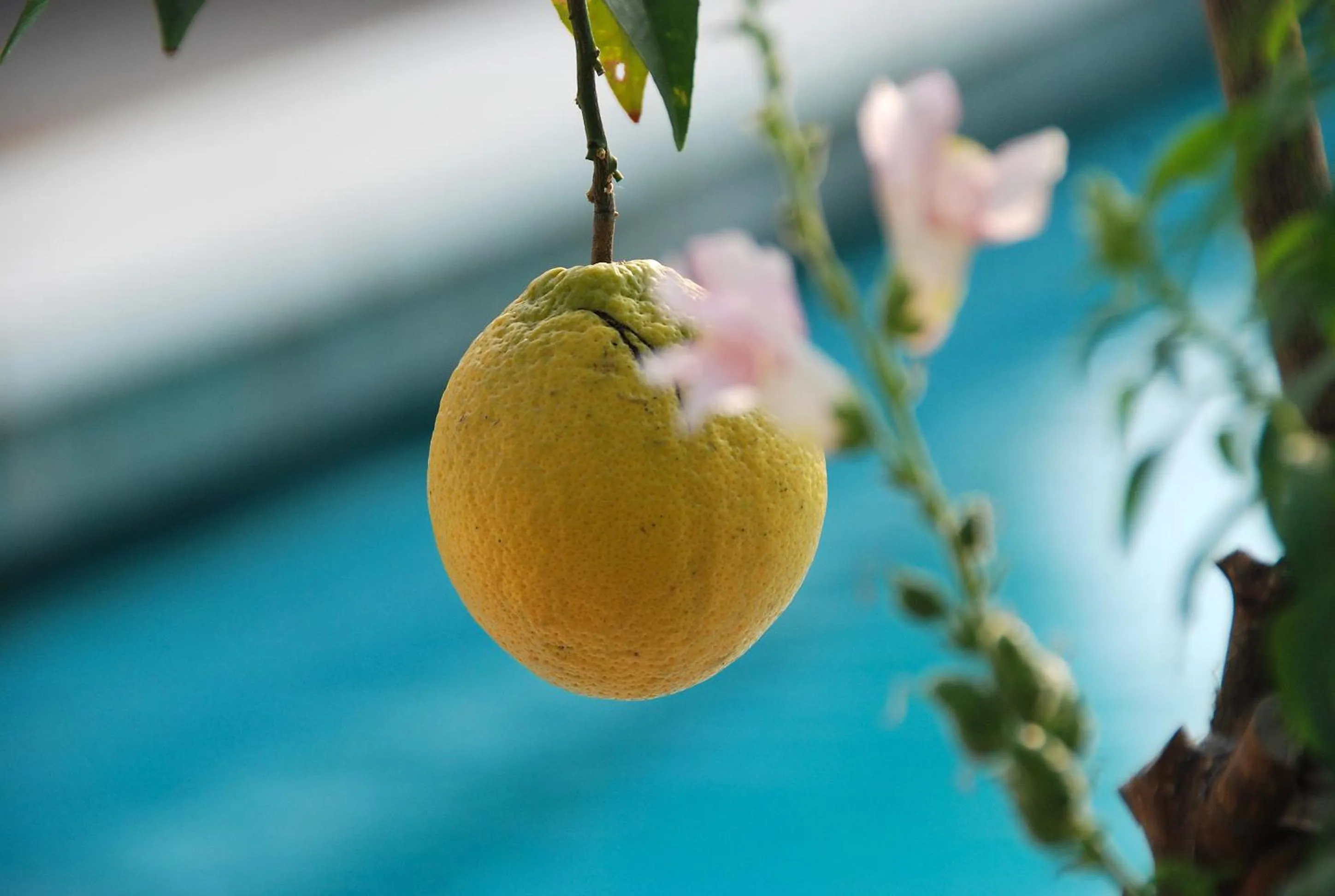 Garden in Hotel - Appartements Schmied Hans