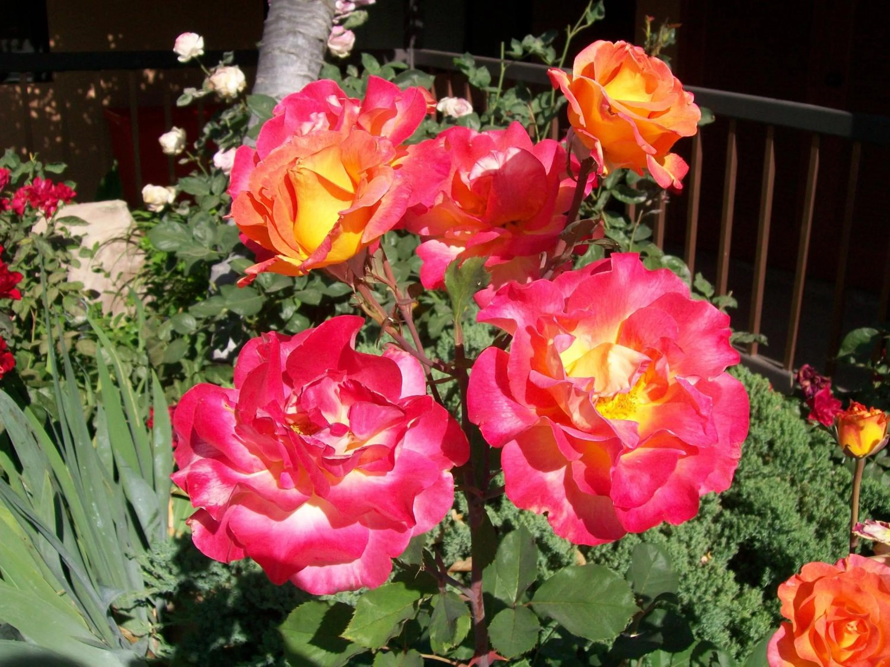 Garden in Adelaide Inn