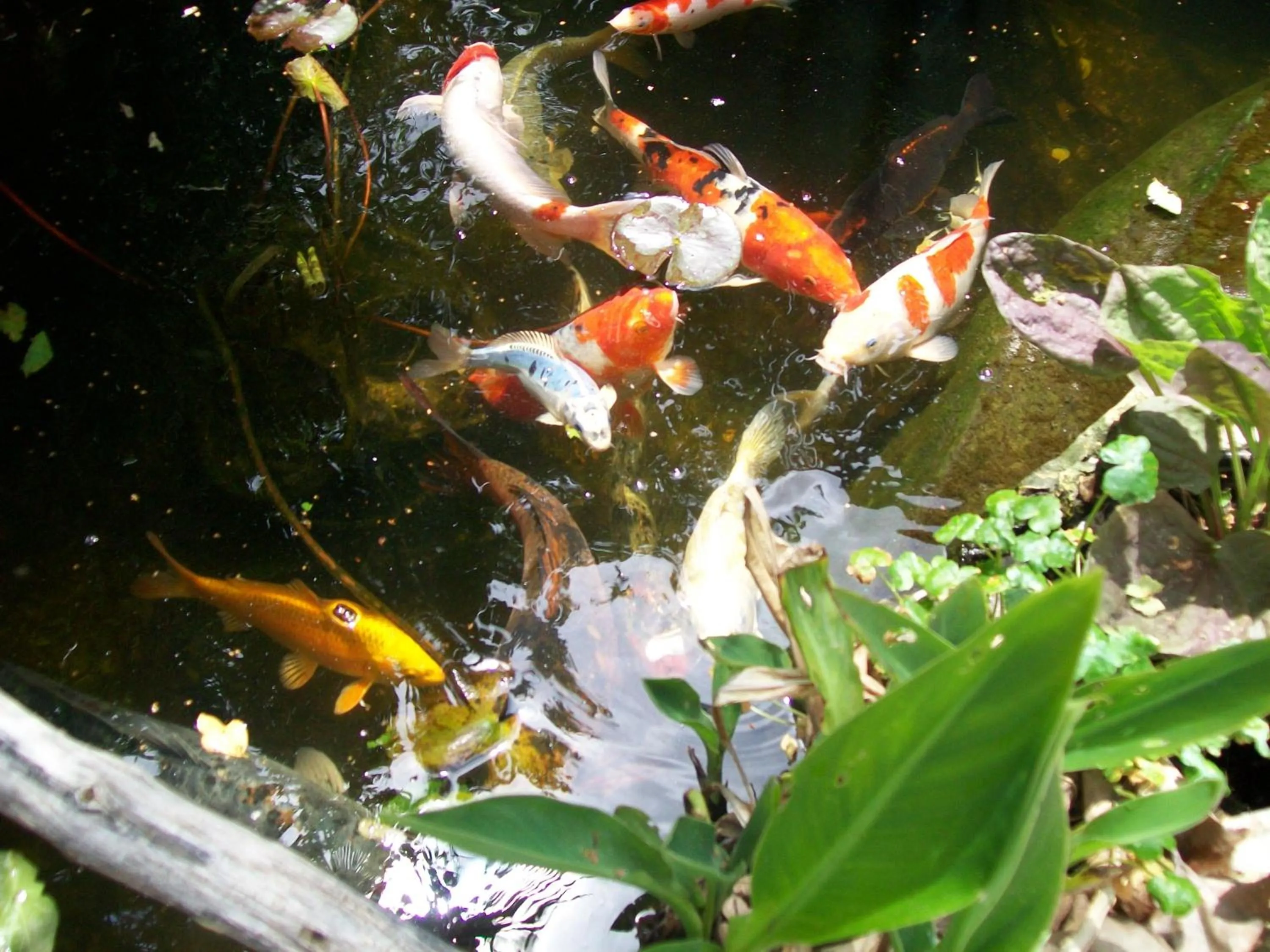 Other in Adelaide Inn