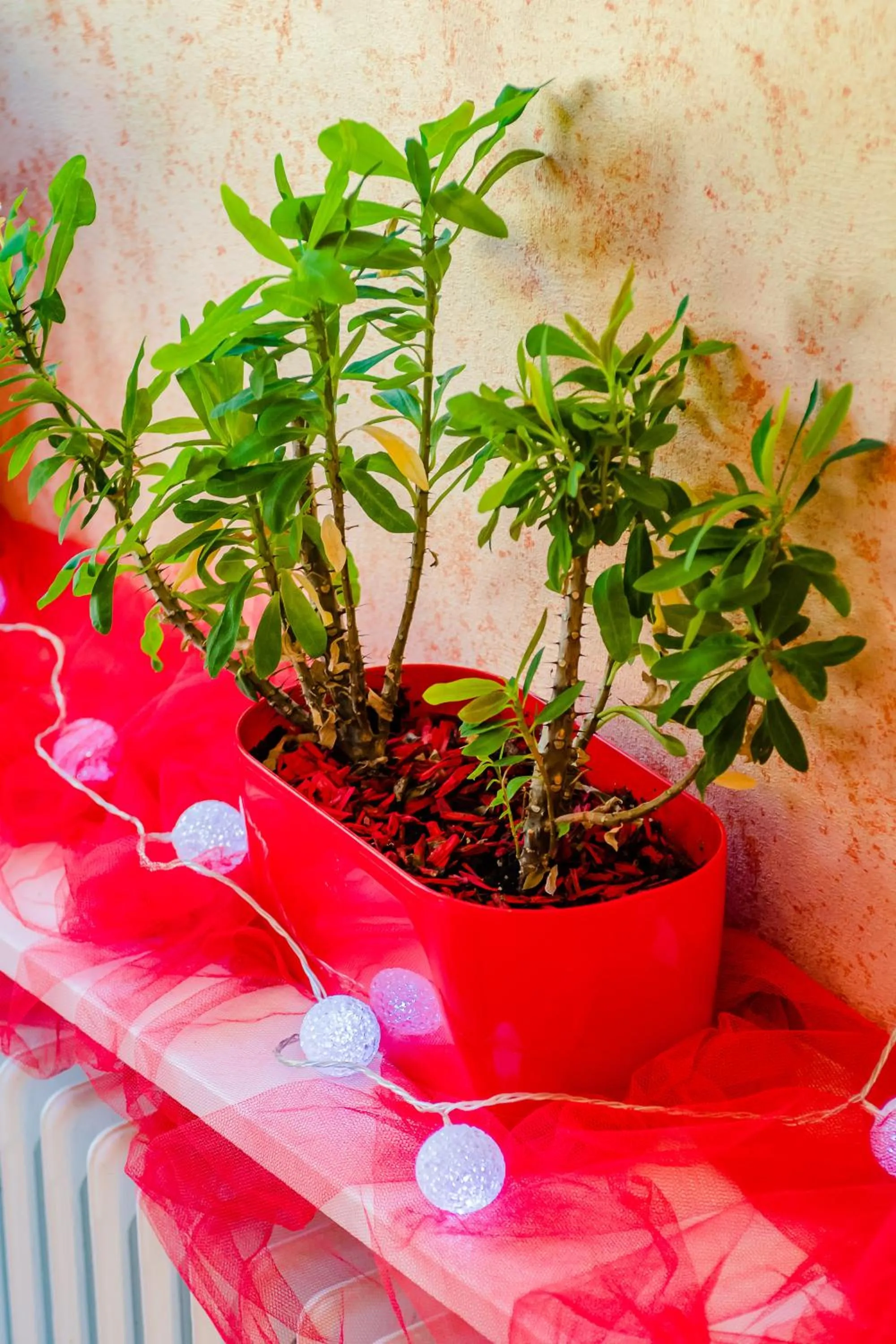 Breakfast in Le Commerce