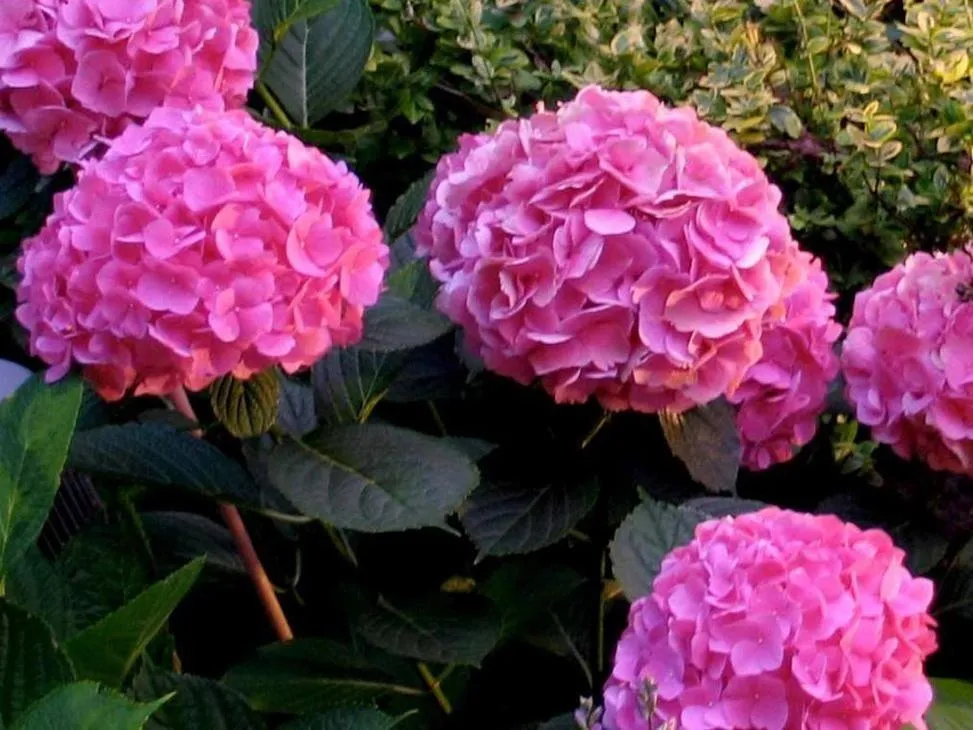 Garden in A Seaton Dream