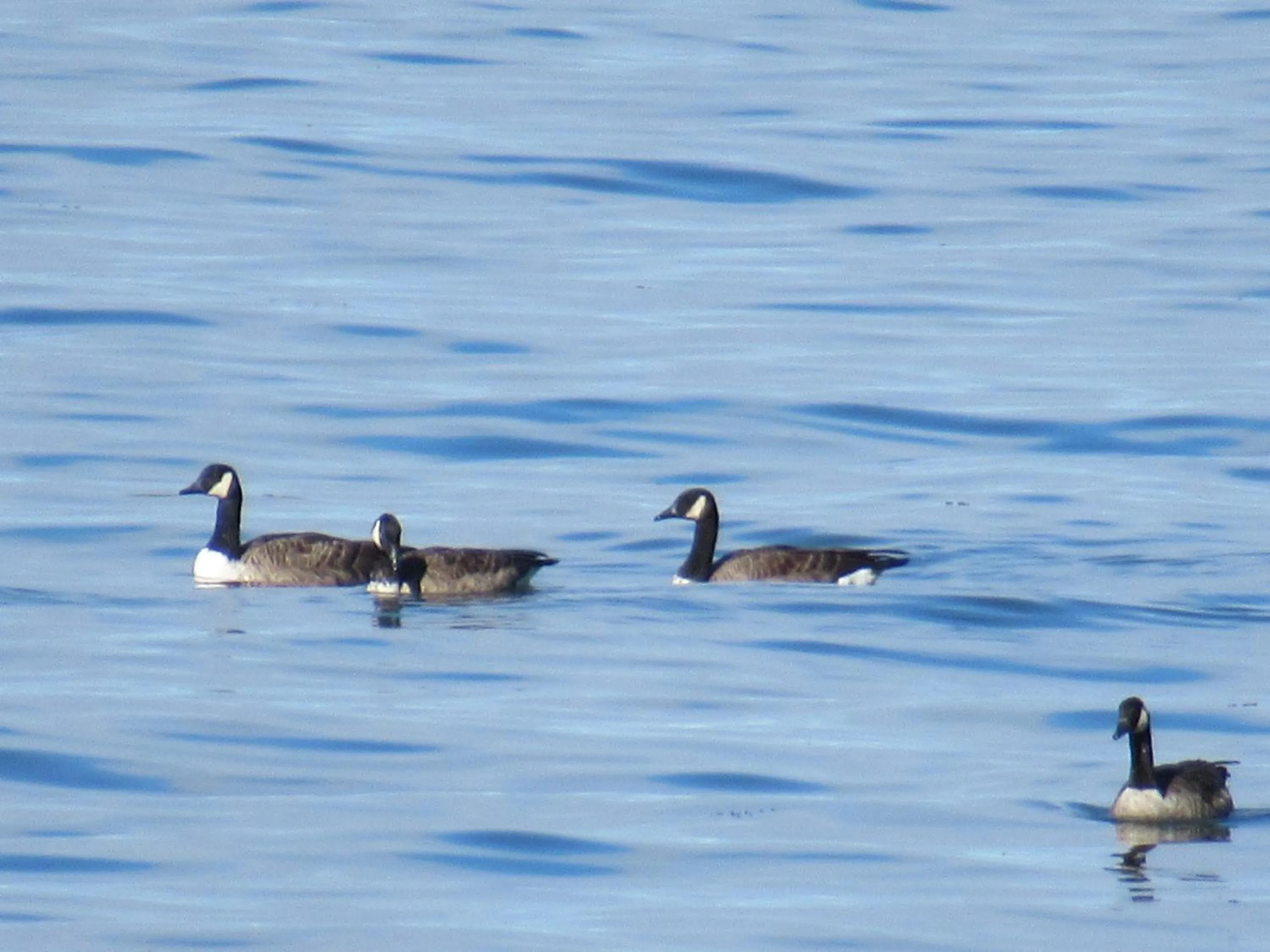 Day in Motel Rimouski