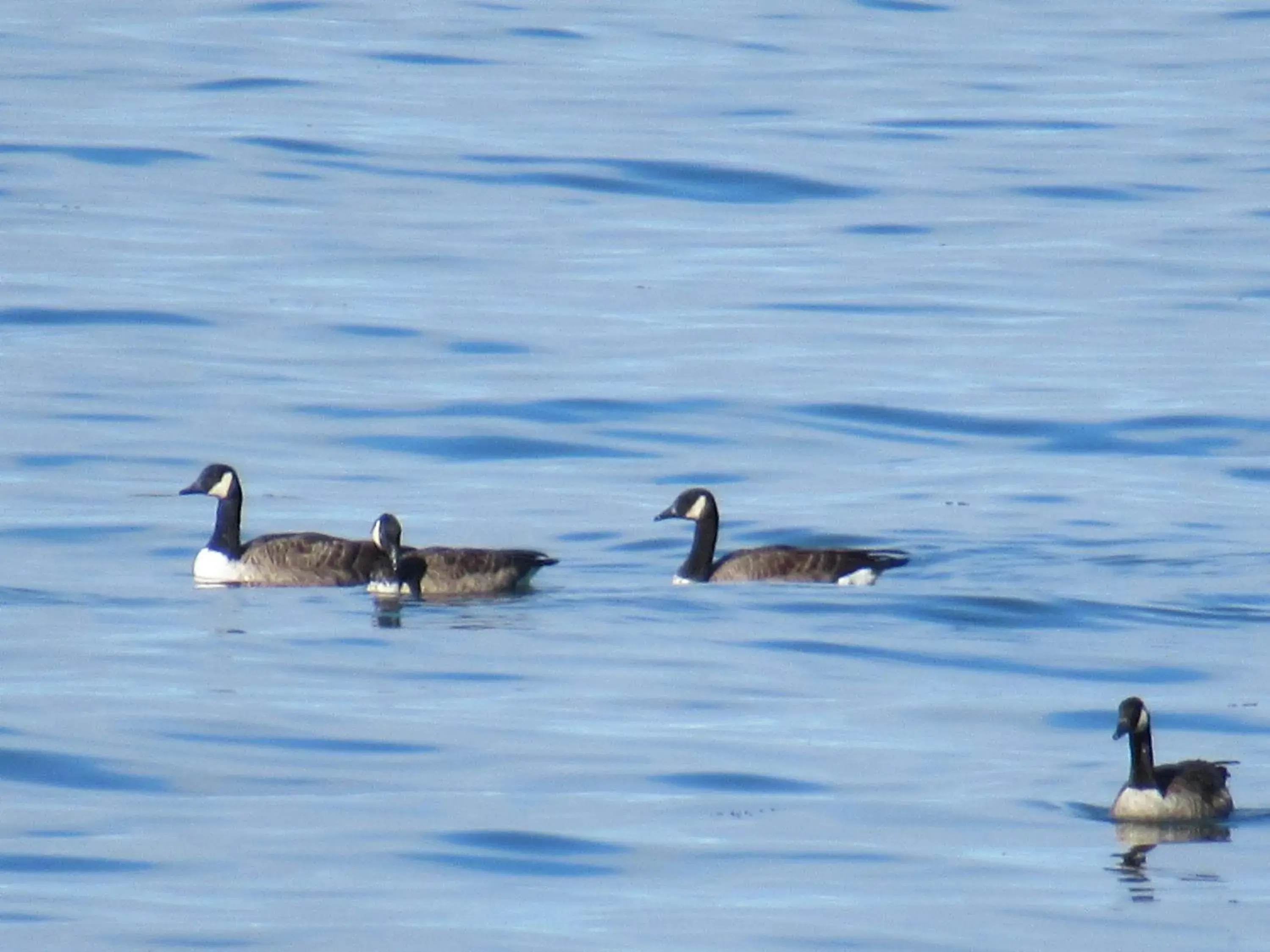 Classic Quadruple Room in Motel Rimouski Classic Quadruple Room in Motel Rimouski