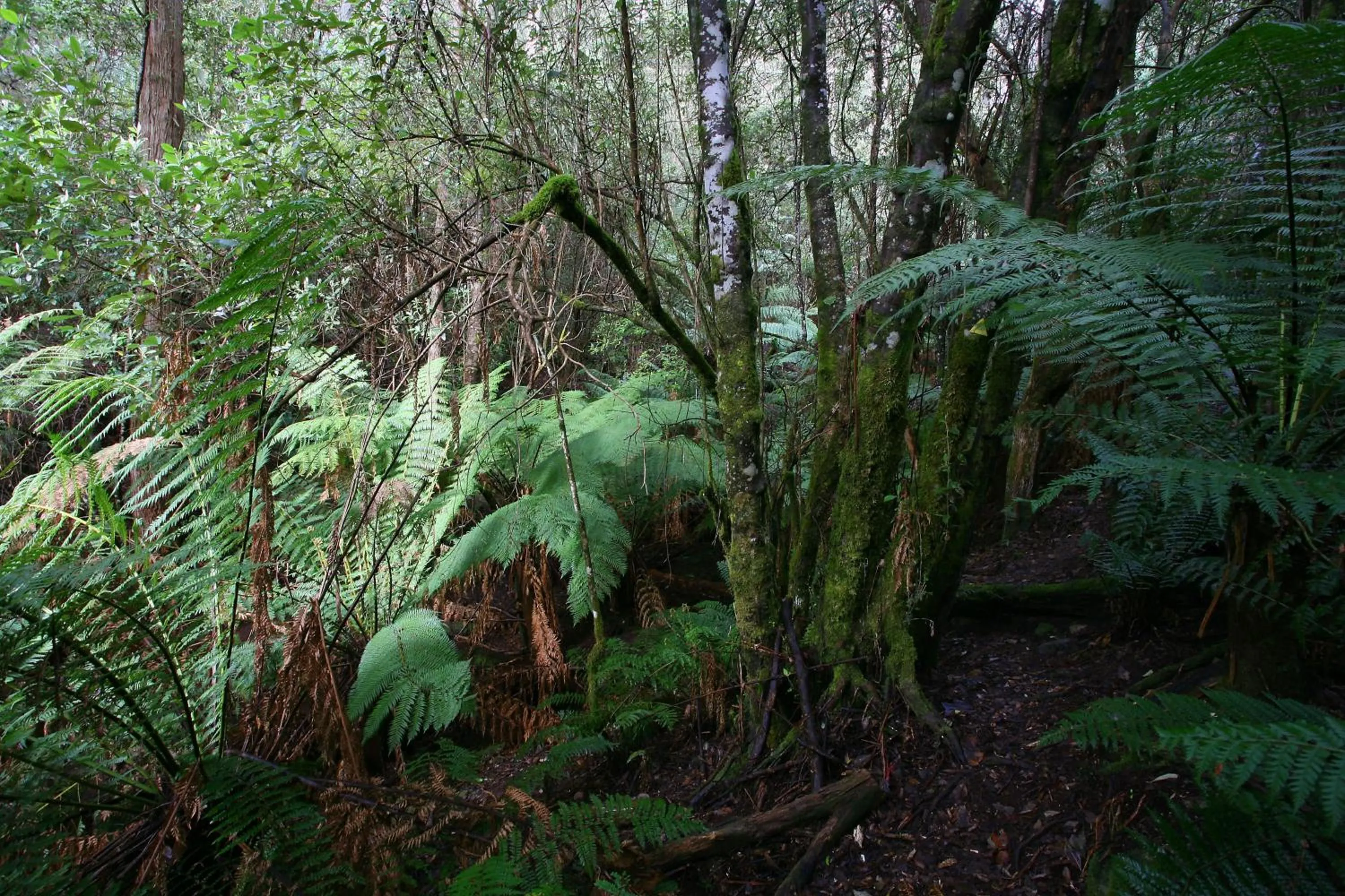 Natural landscape in Silver Ridge Retreat