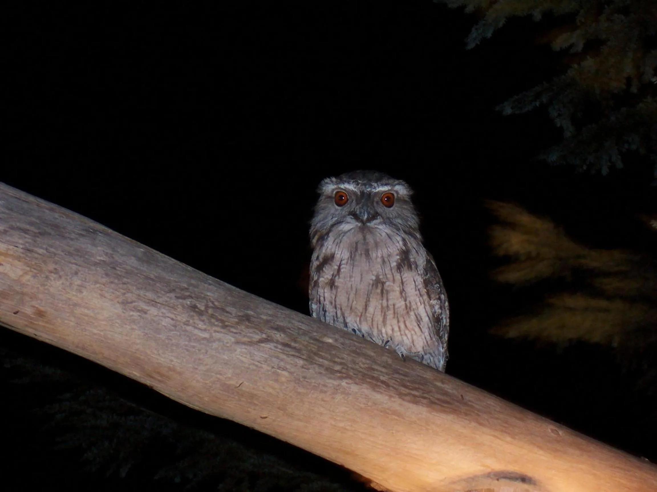 Animals in Silver Ridge Retreat