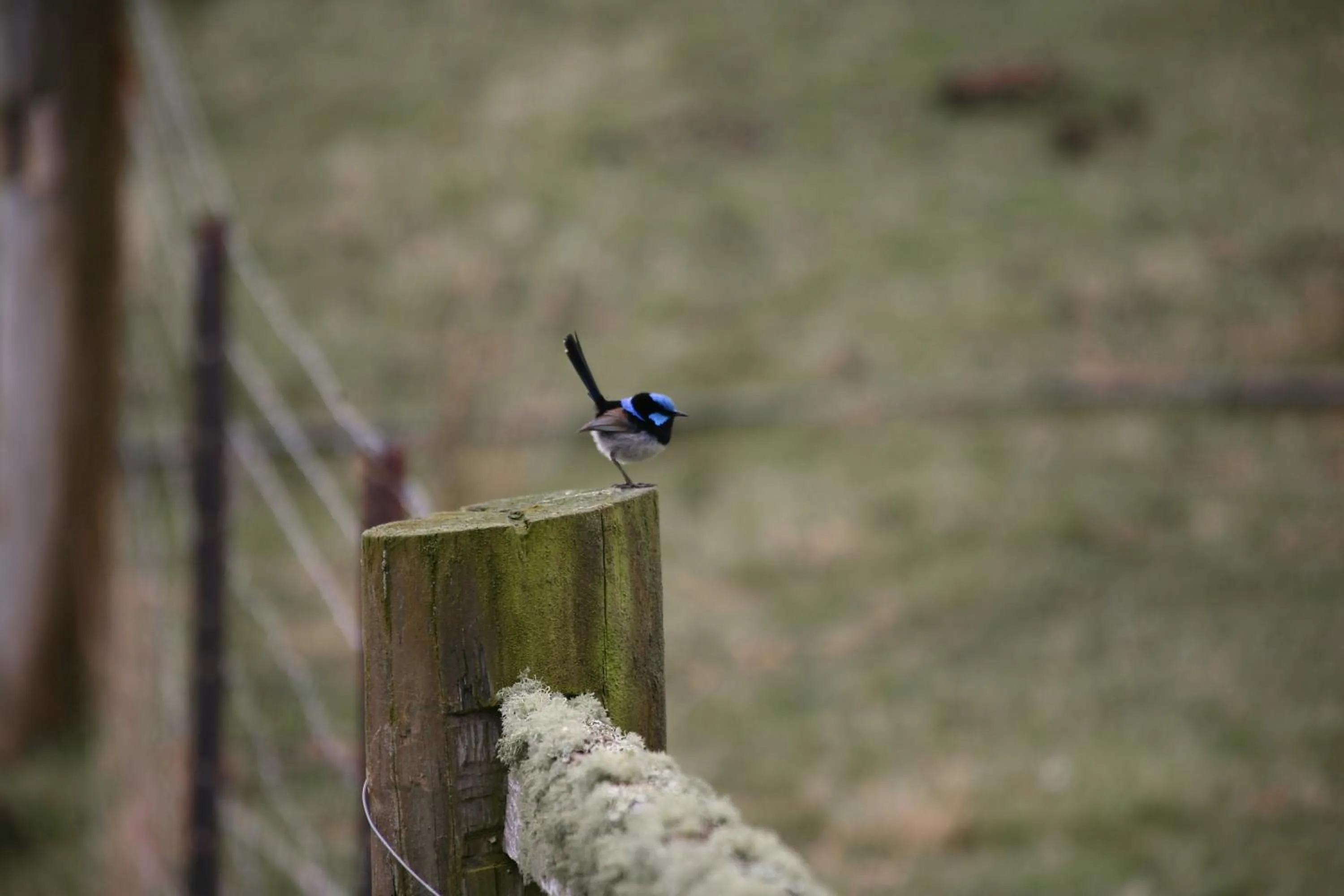 Animals in Silver Ridge Retreat