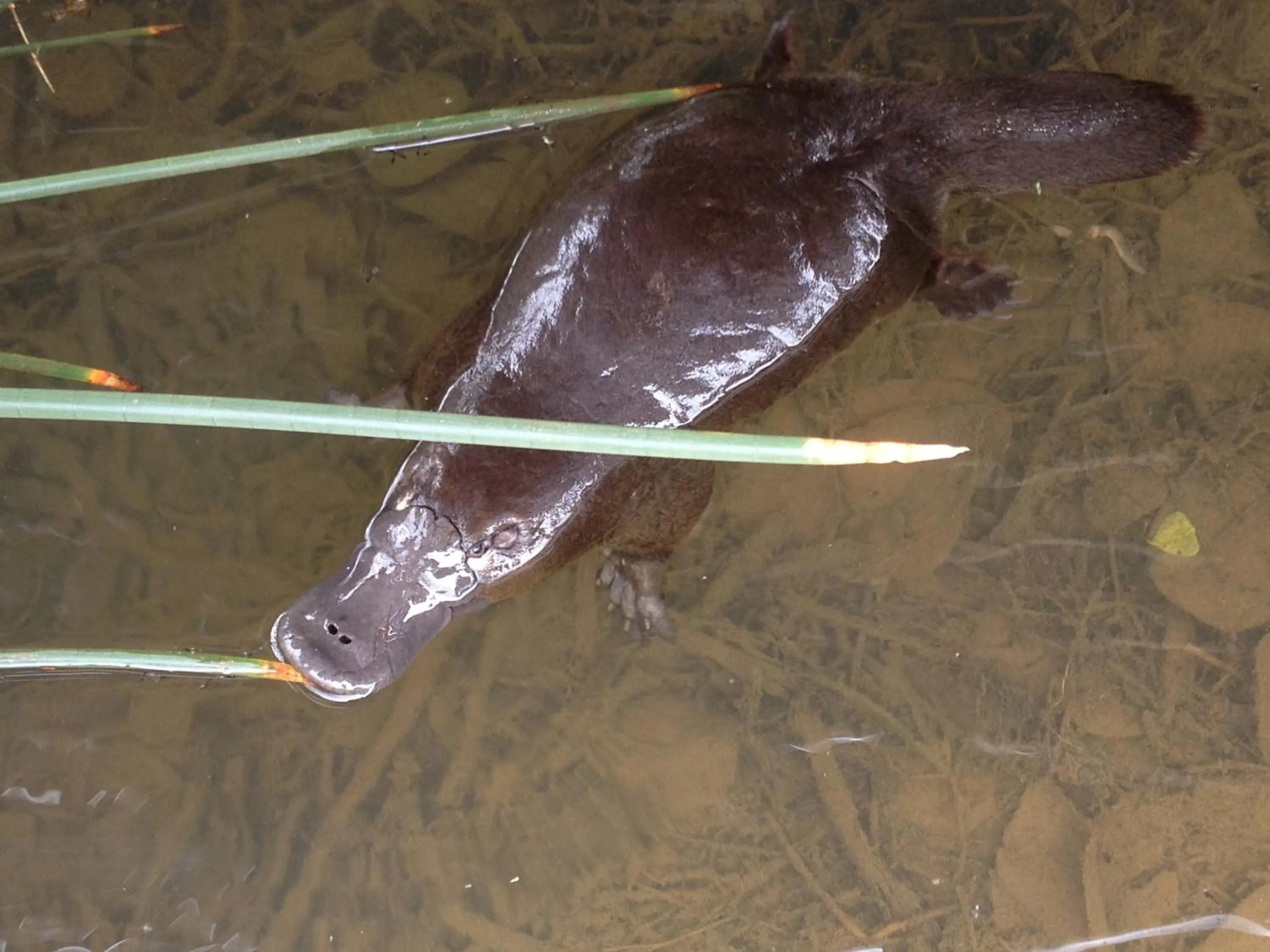Animals in Silver Ridge Retreat