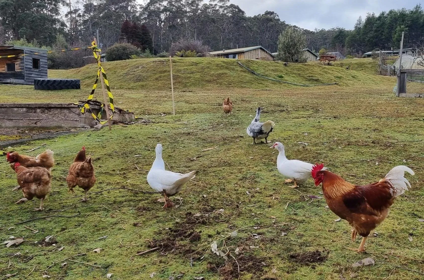 Animals in Silver Ridge Retreat