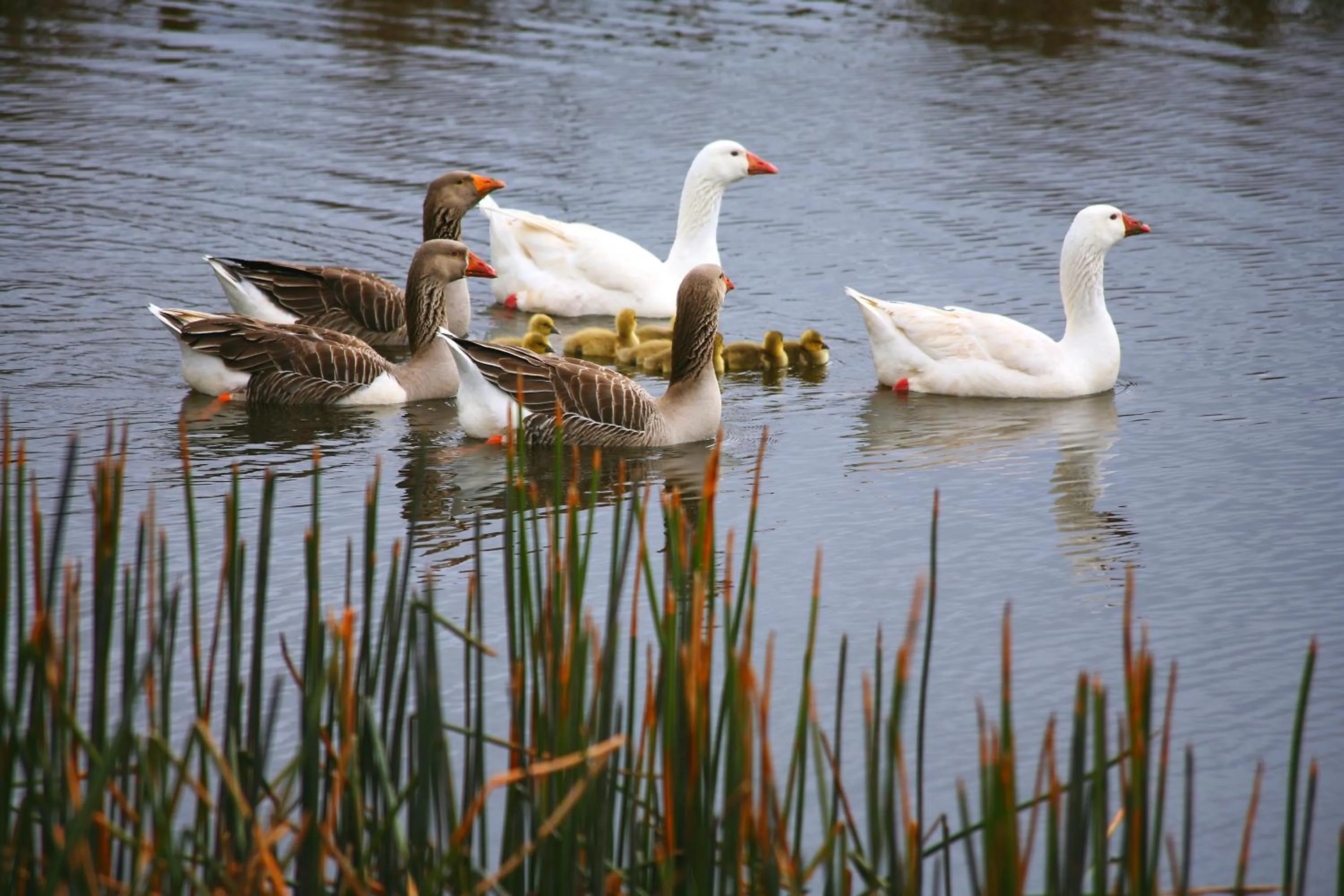 Animals in Silver Ridge Retreat