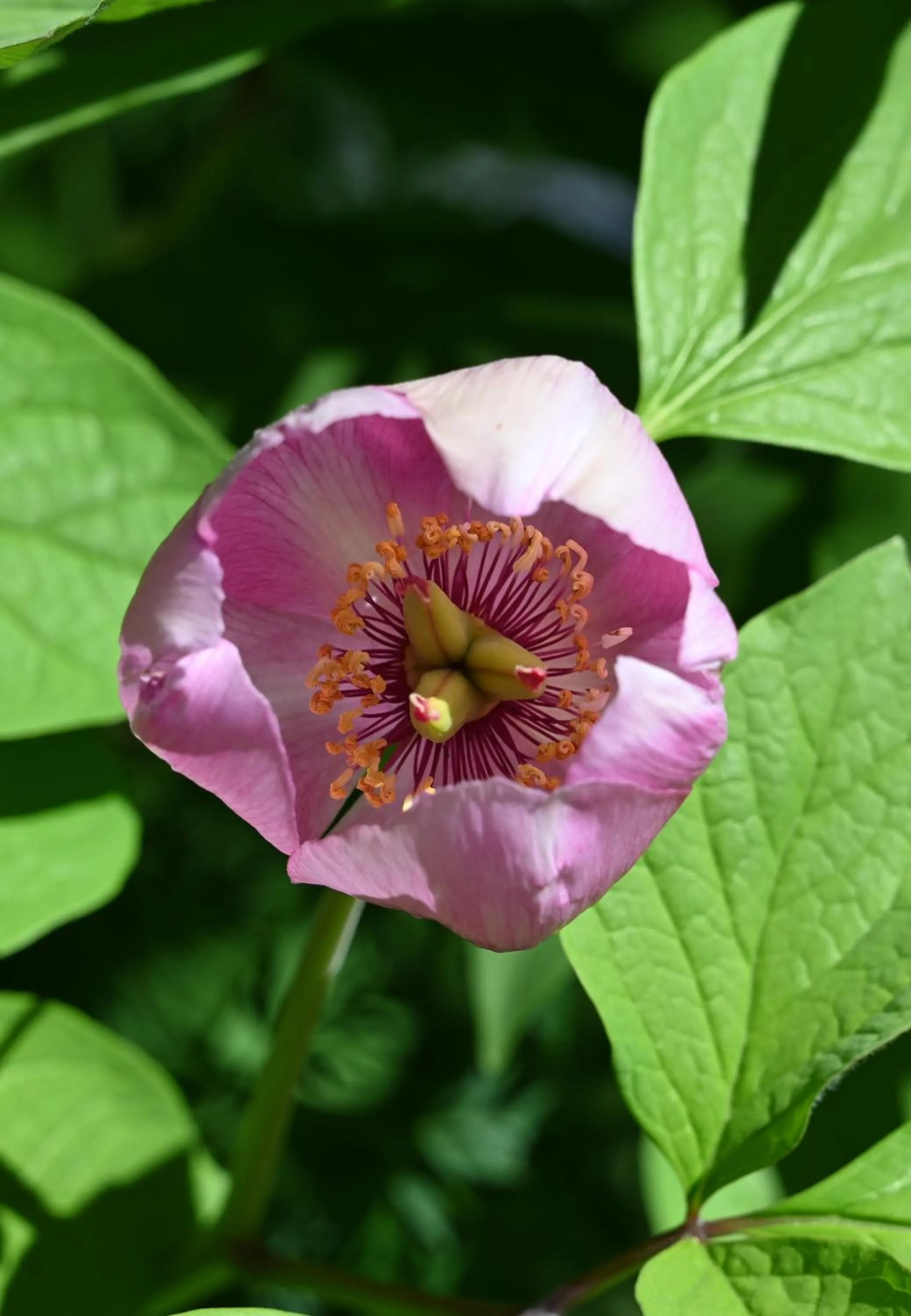 Garden in Schatzalp Hotel