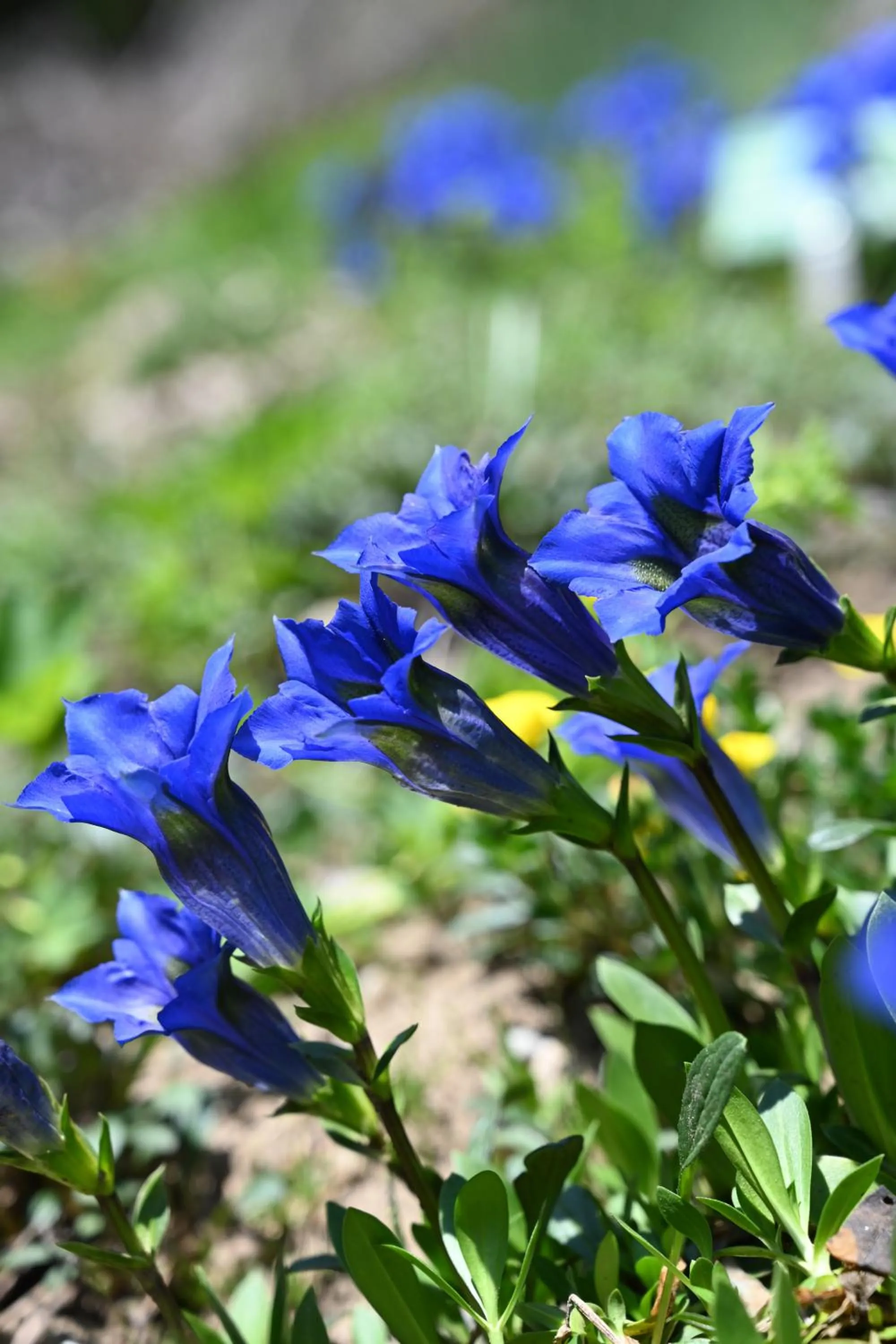 Garden in Schatzalp Hotel
