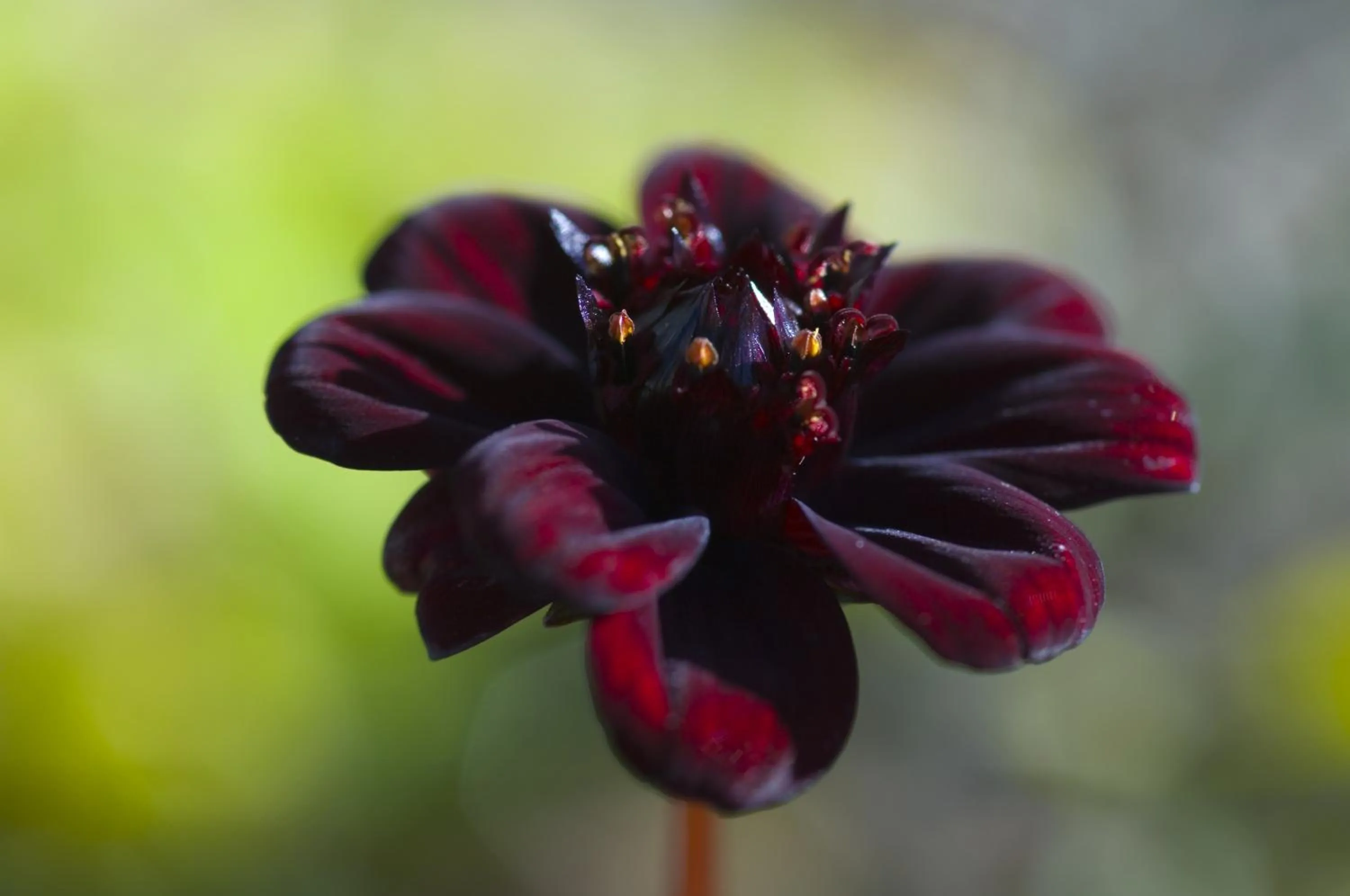 Garden in Schatzalp Hotel