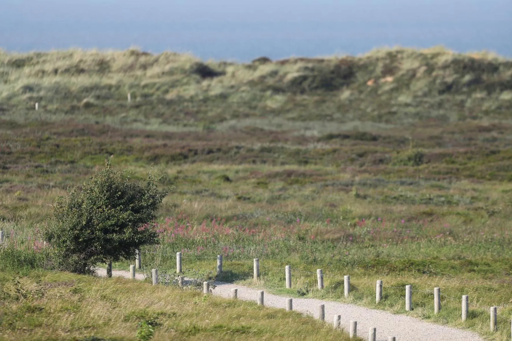 View (from property/room) in Landhaus Severin's Morsum Kliff