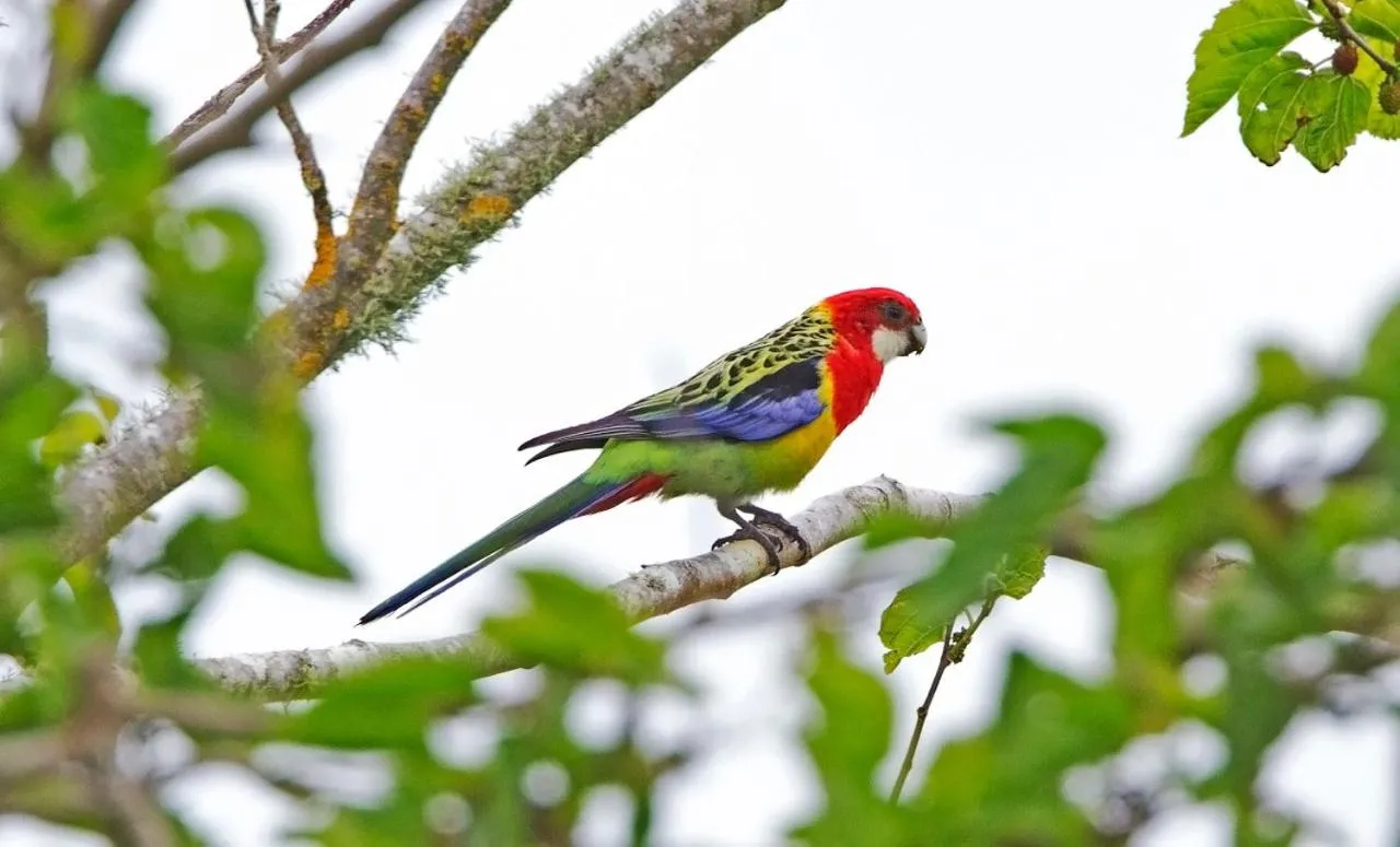 Animals in Russell-Orongo Bay Holiday Park