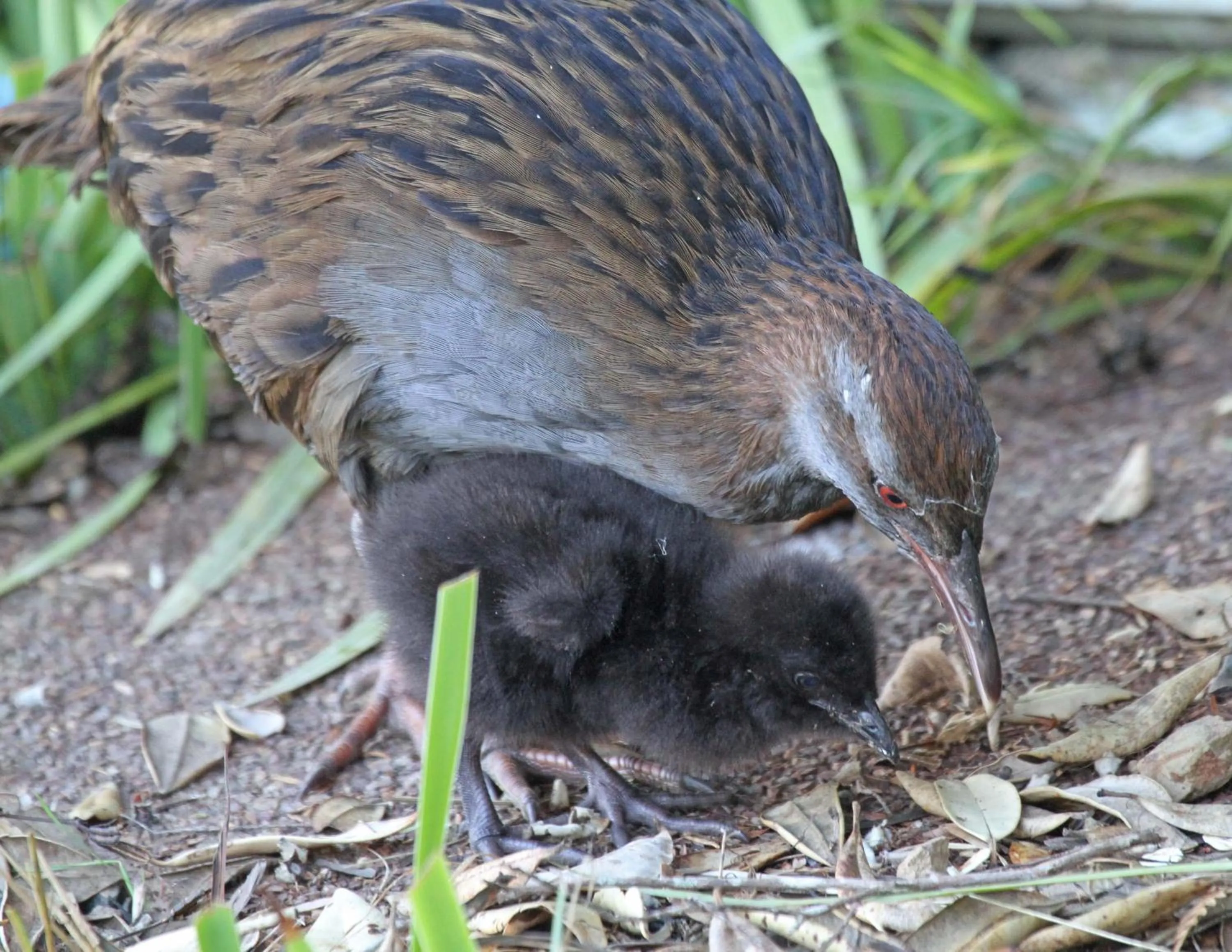 Animals in Russell-Orongo Bay Holiday Park