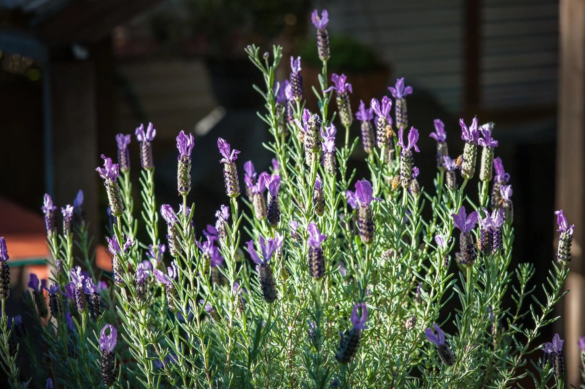 Kidd Street Cottages