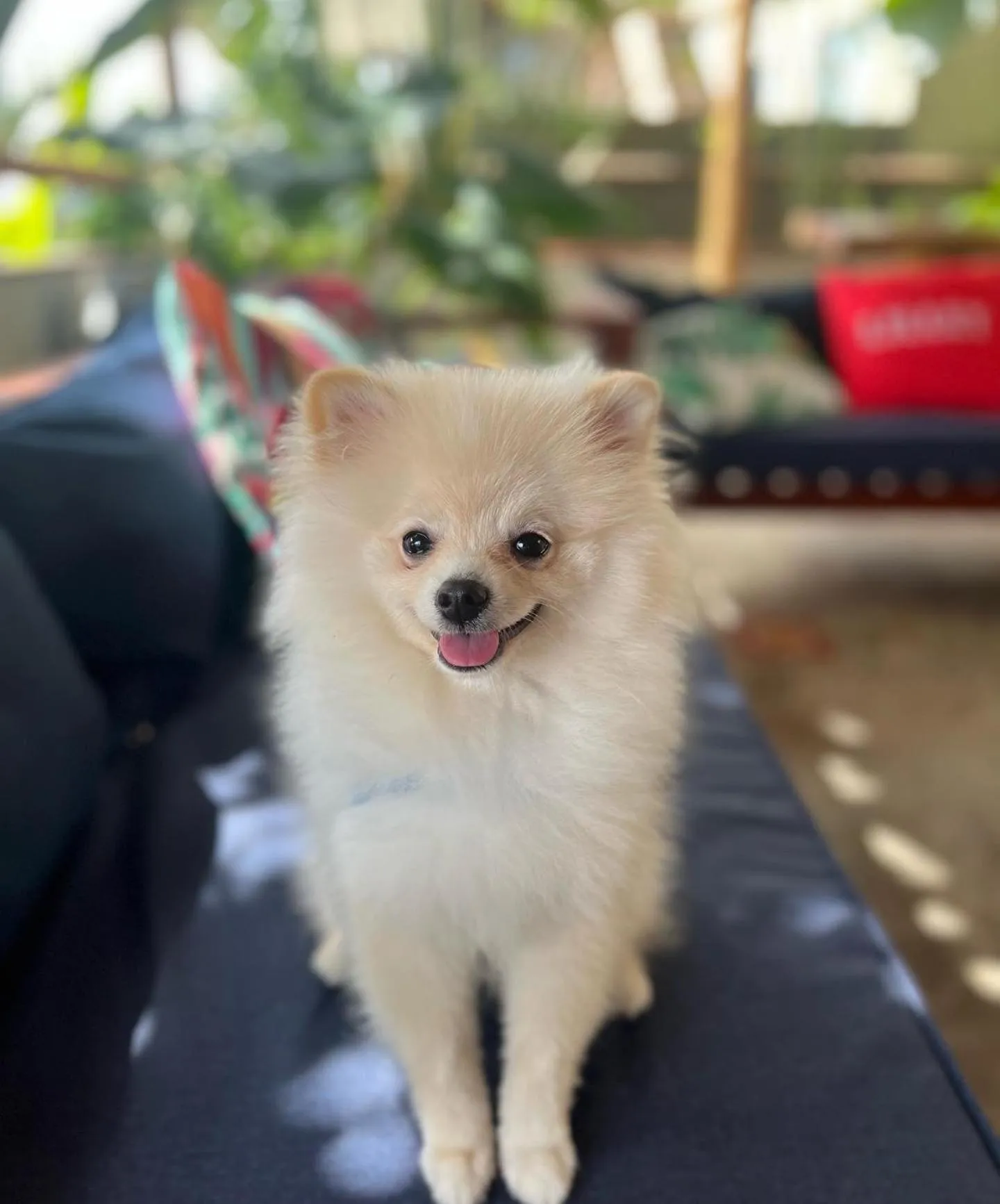 Pets in Pousada Divino Milagre