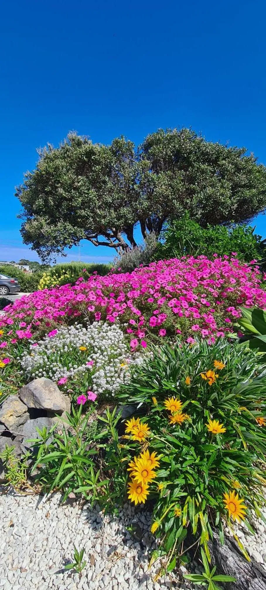 Garden in Opononi Lighthouse Motel