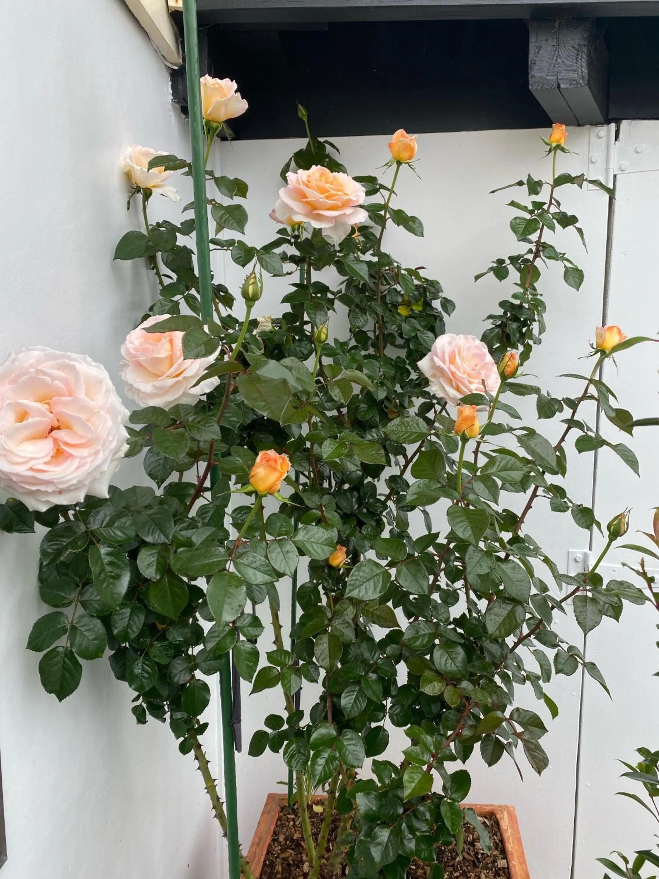 Garden in Opononi Lighthouse Motel