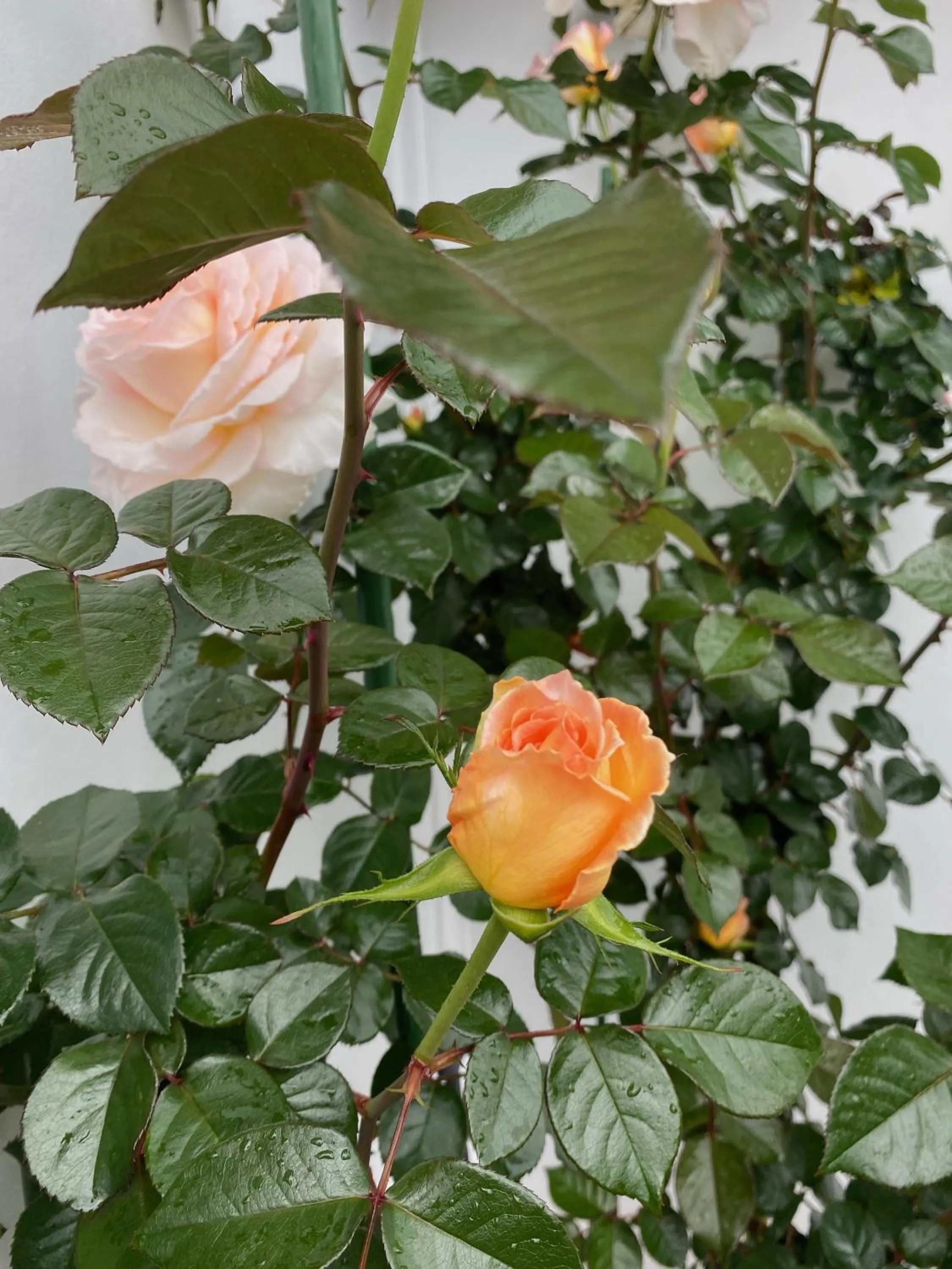 Garden in Opononi Lighthouse Motel