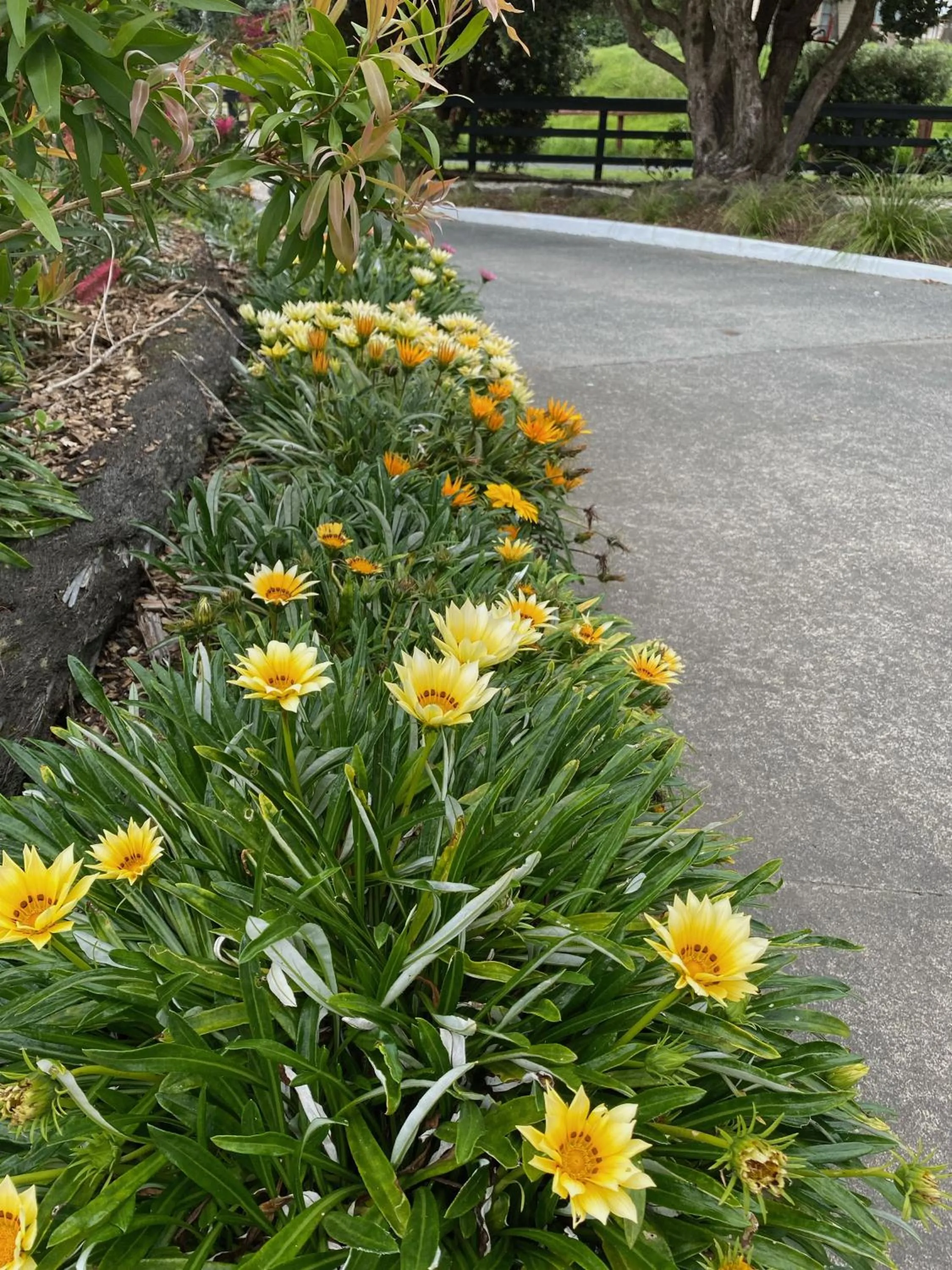 Garden in Opononi Lighthouse Motel
