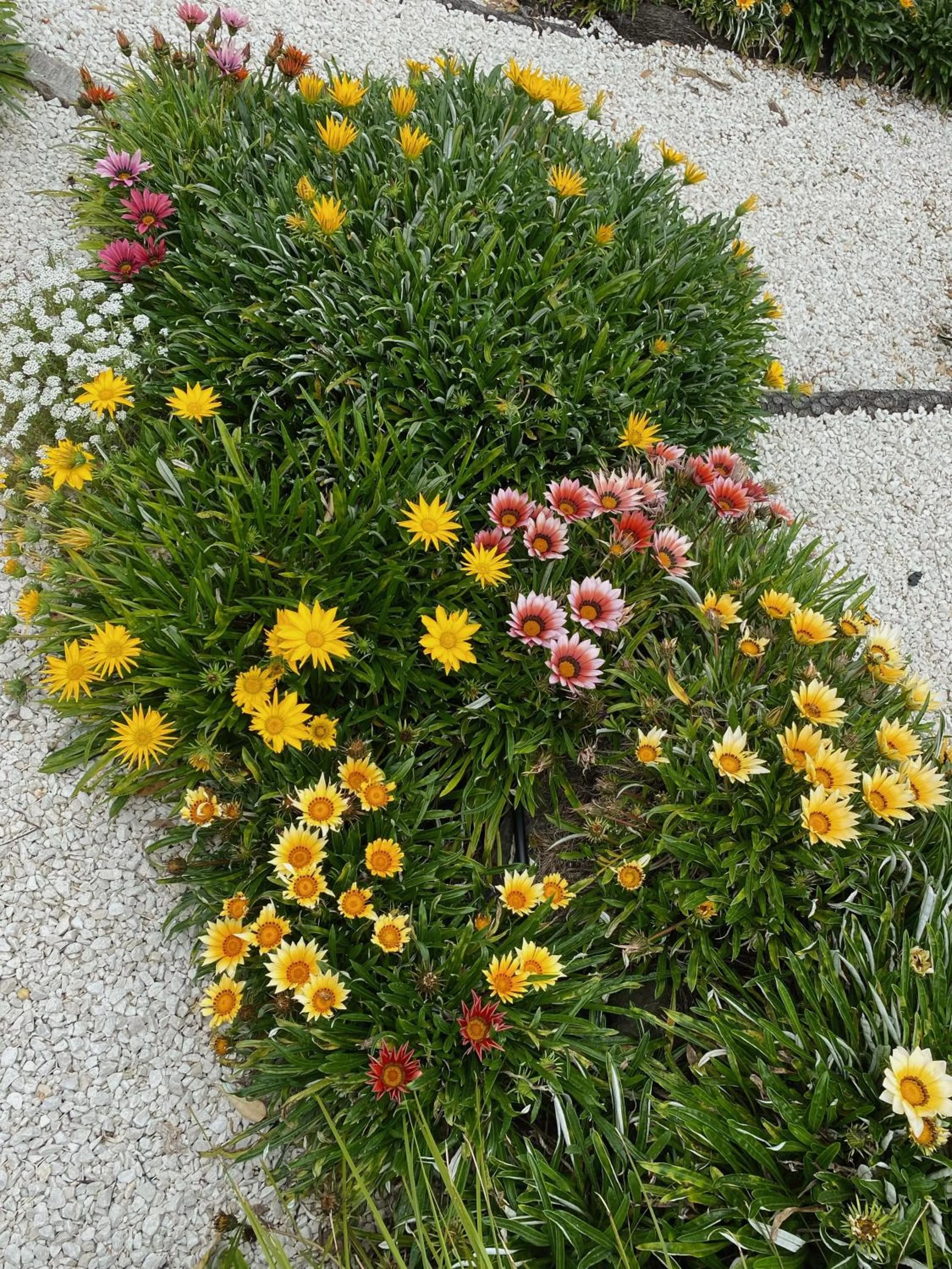 Garden in Opononi Lighthouse Motel
