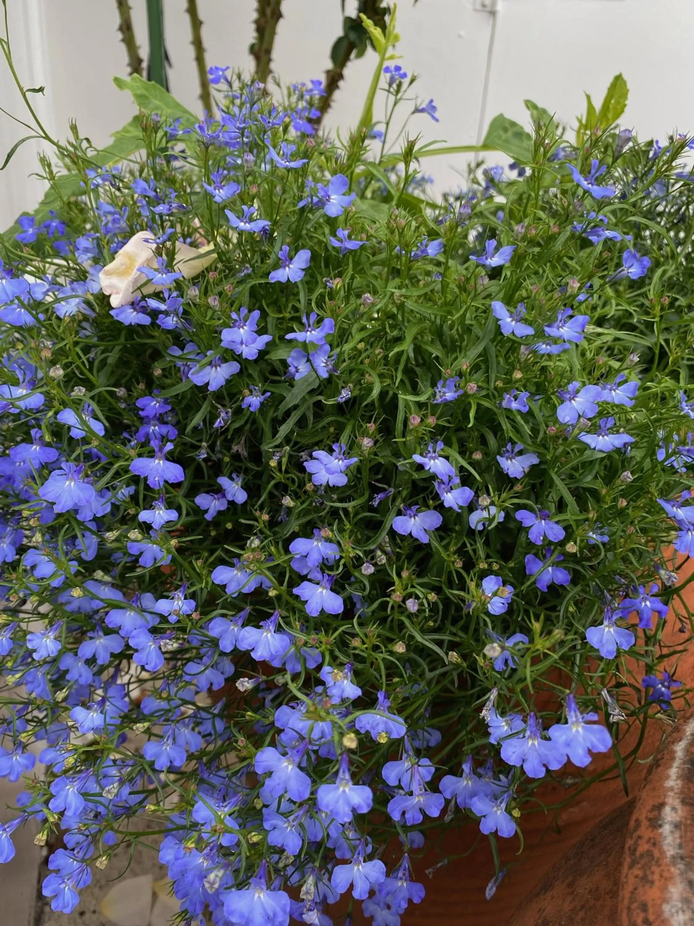 Garden in Opononi Lighthouse Motel