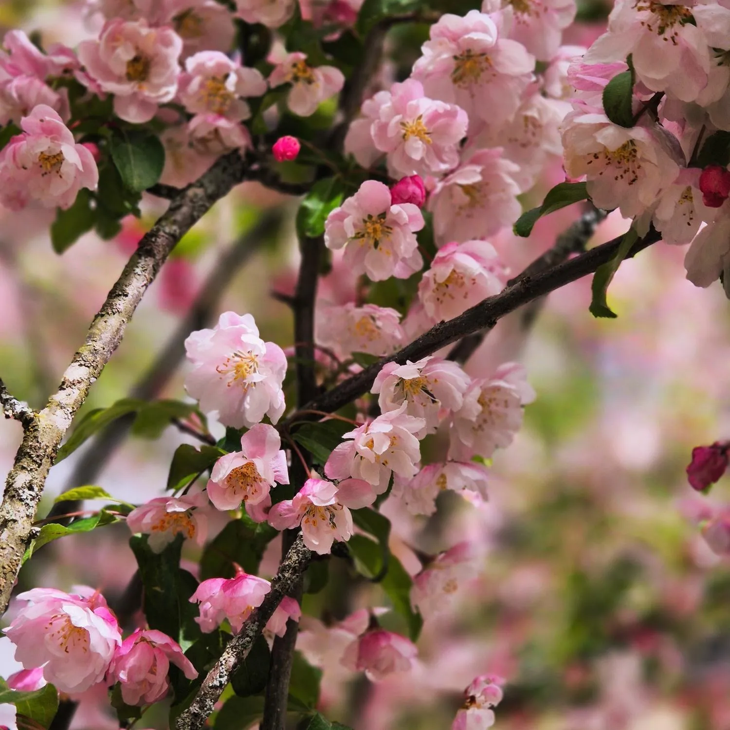 Spring in Waldrand Apartments