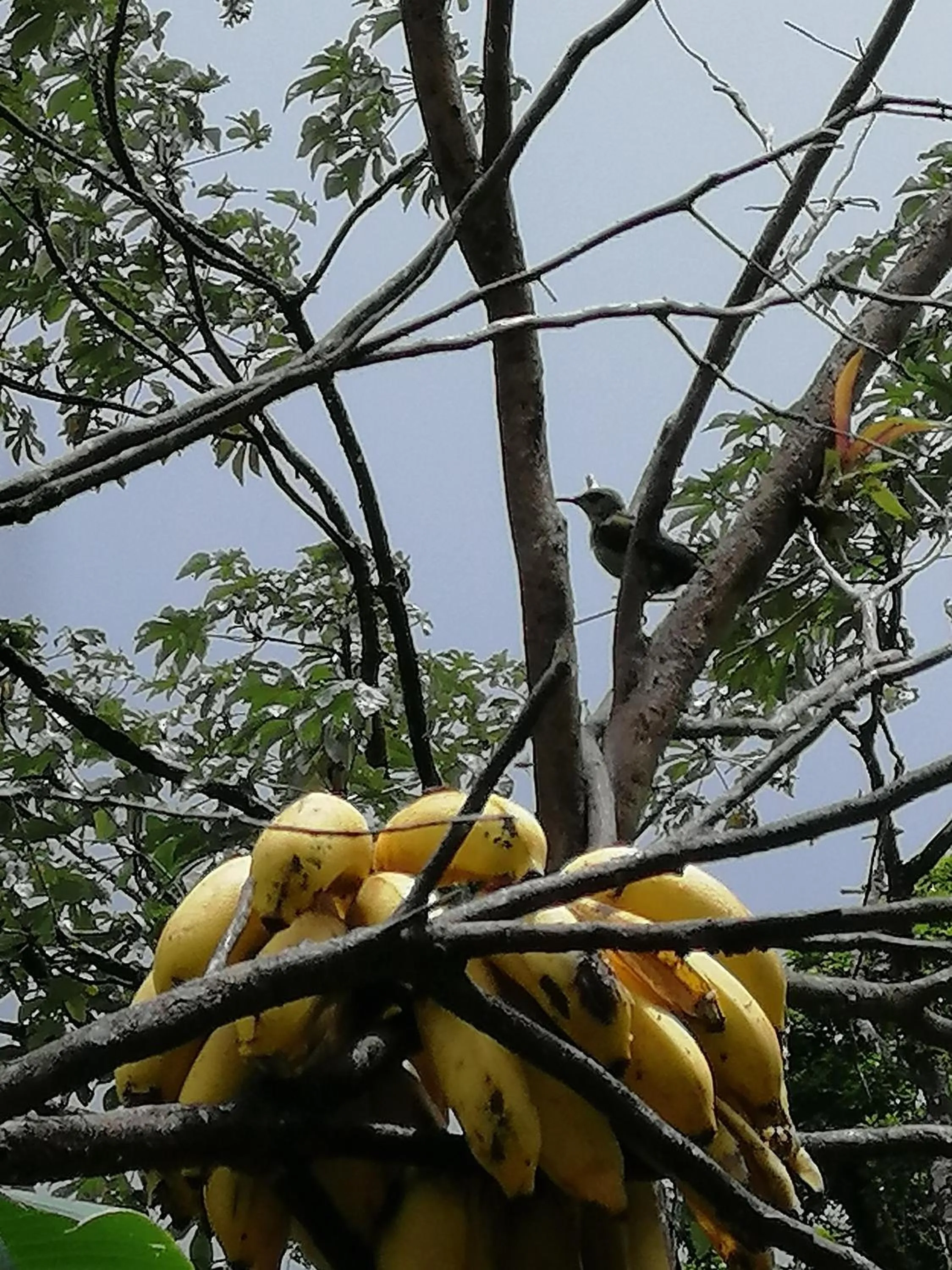 Activities in Aves de Tierras Altas