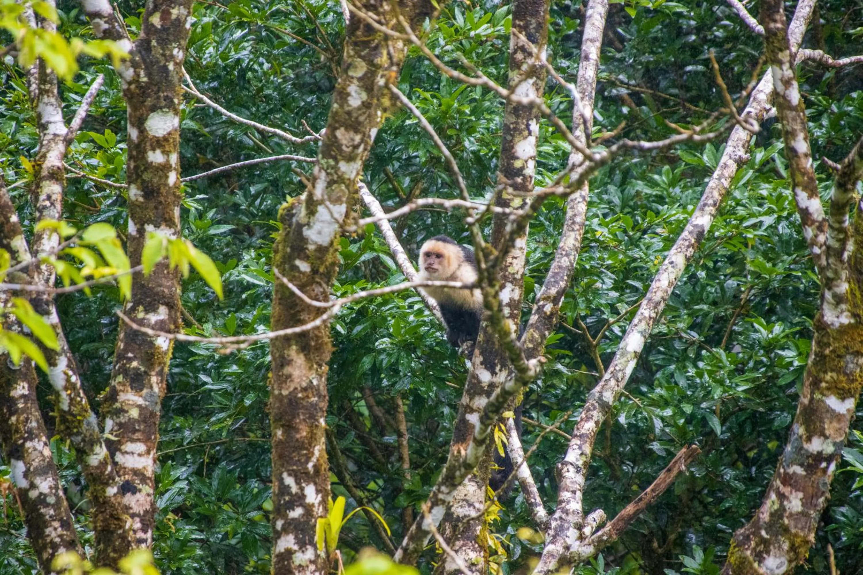 Animals in Aves de Tierras Altas