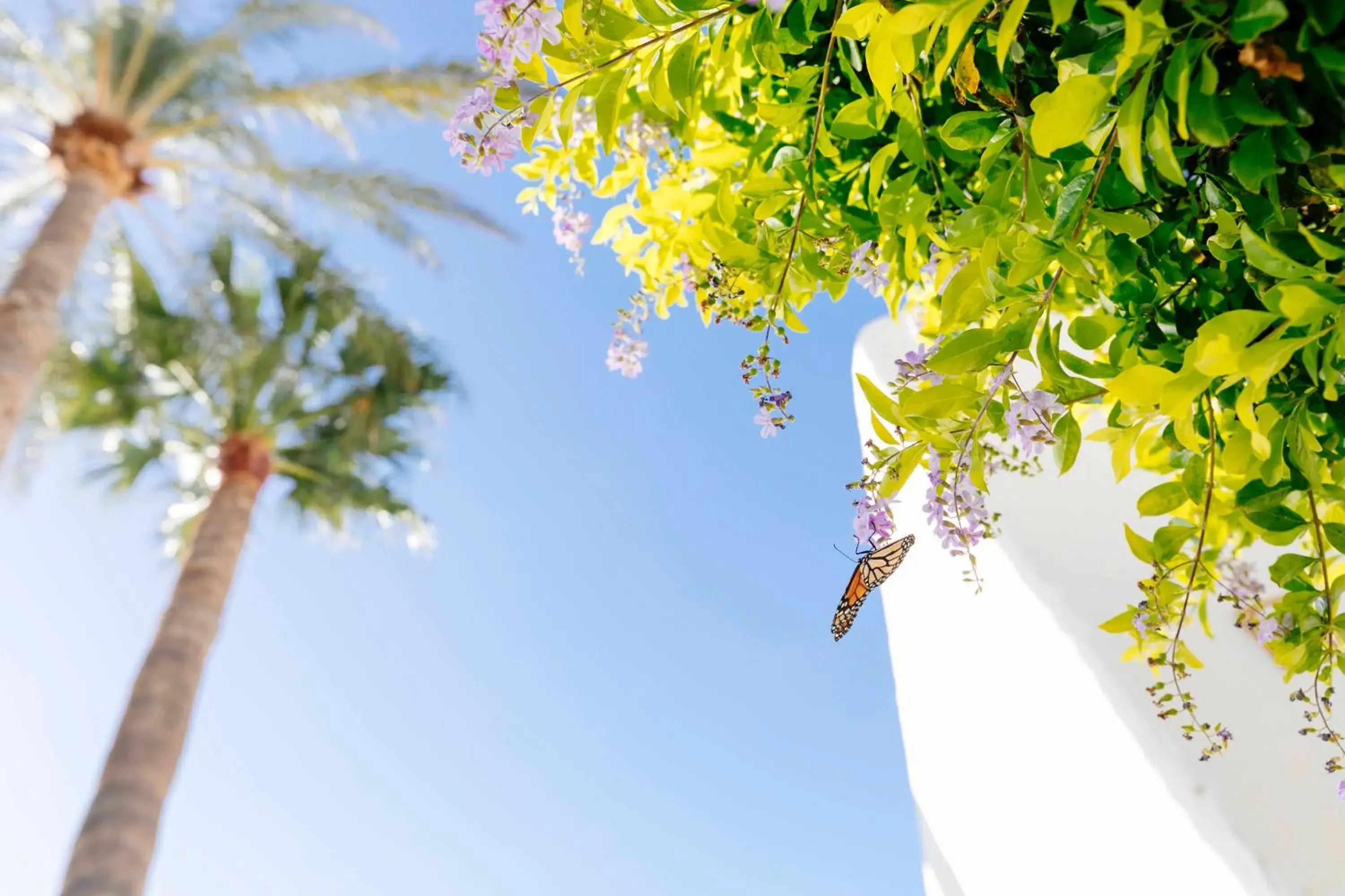 HD Parque Cristobal Tenerife HD Parque Cristobal Tenerife