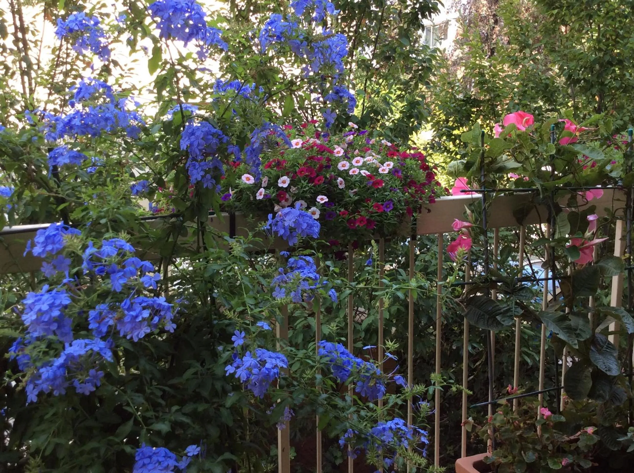 Garden view in Hotel Donatello