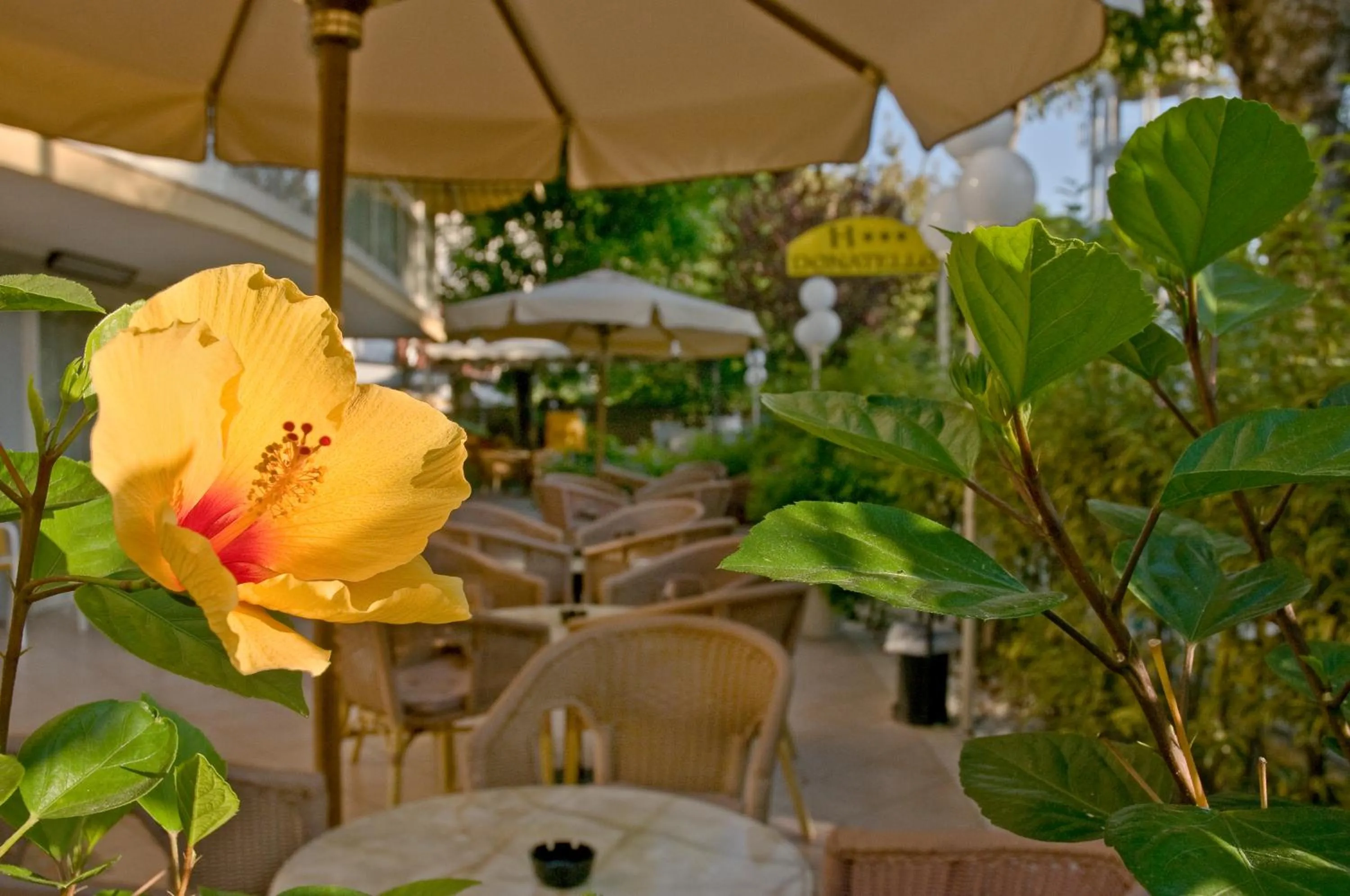 Garden view in Hotel Donatello