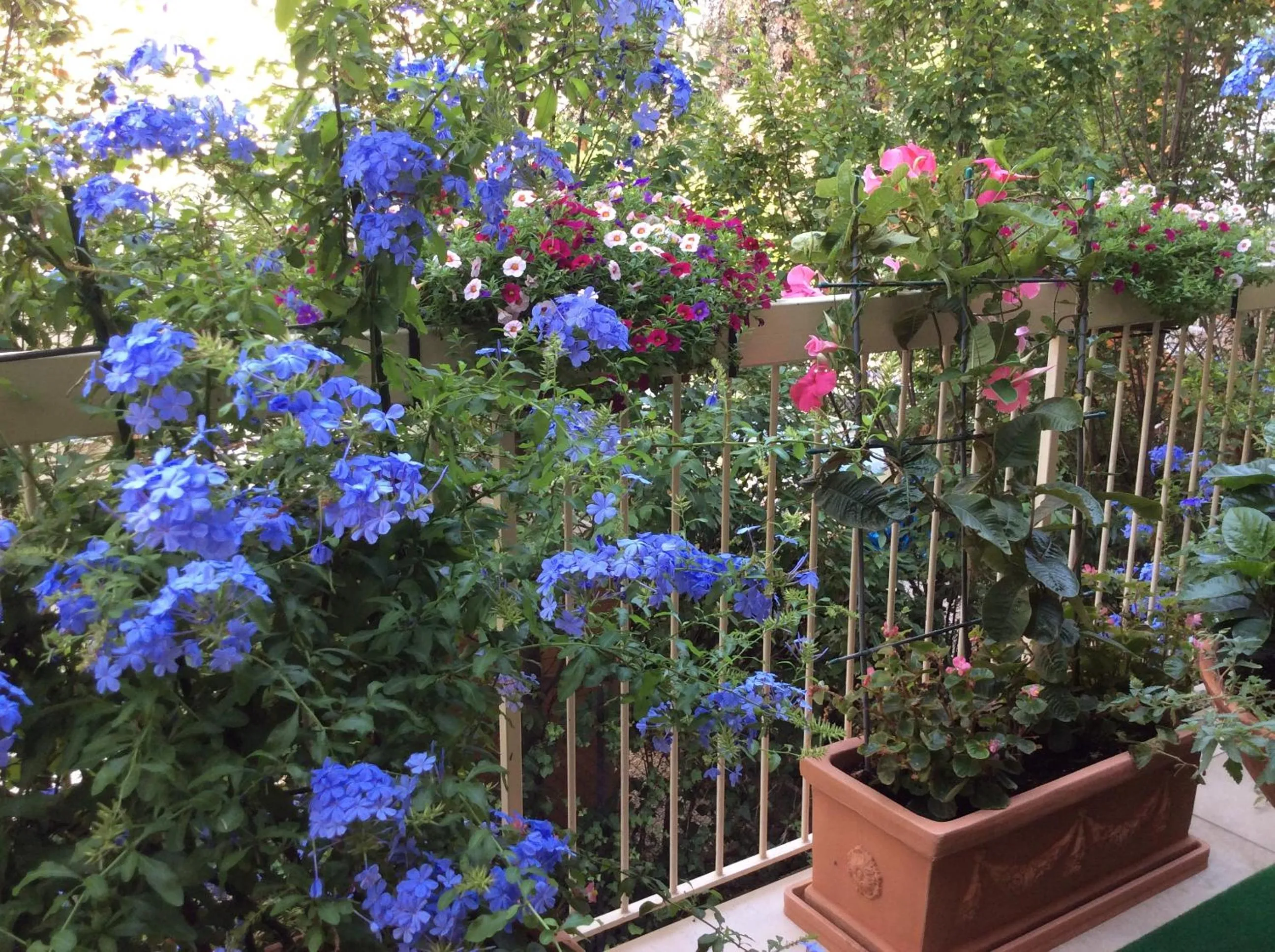 Garden view in Hotel Donatello