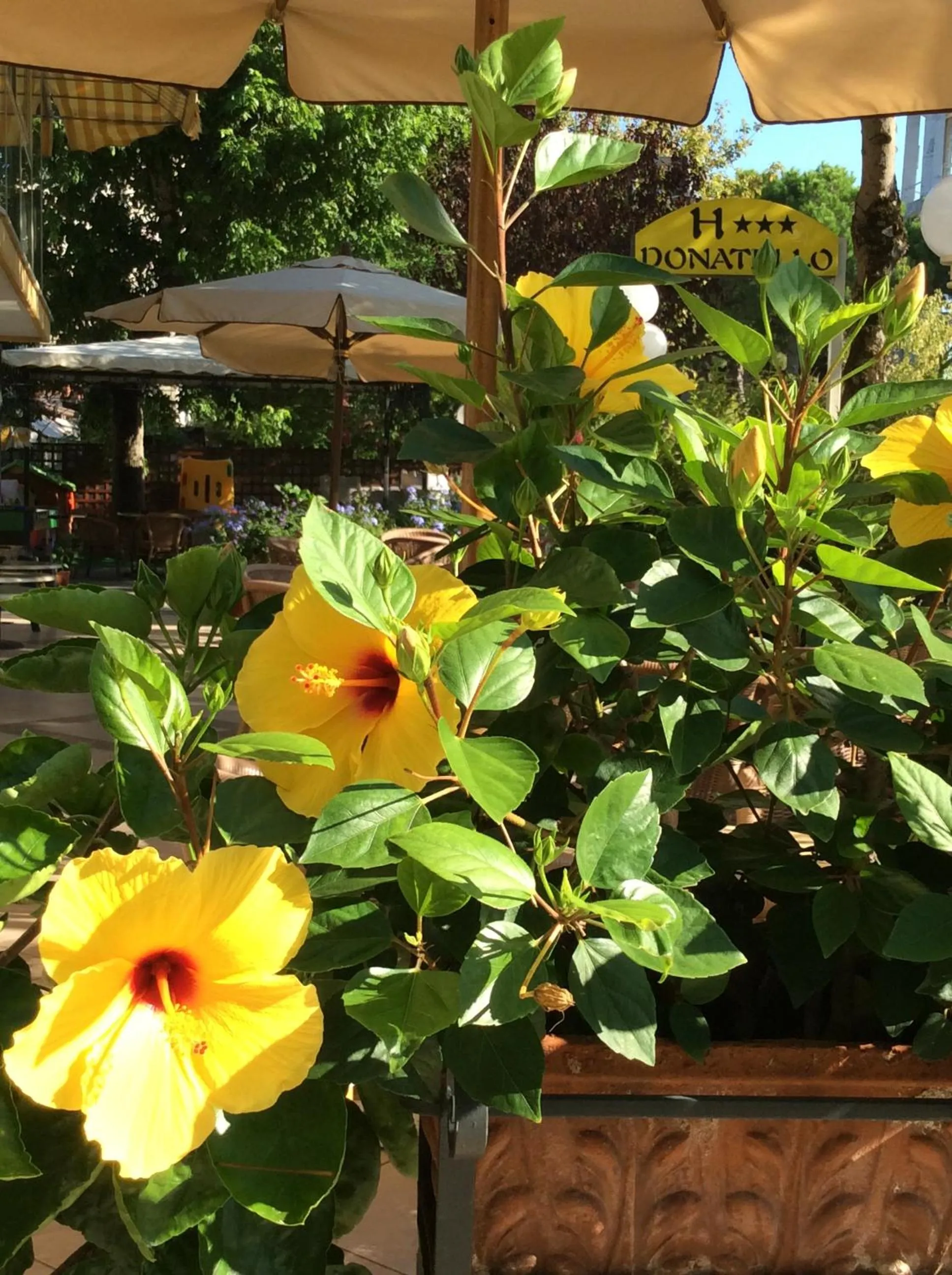 Garden in Hotel Donatello