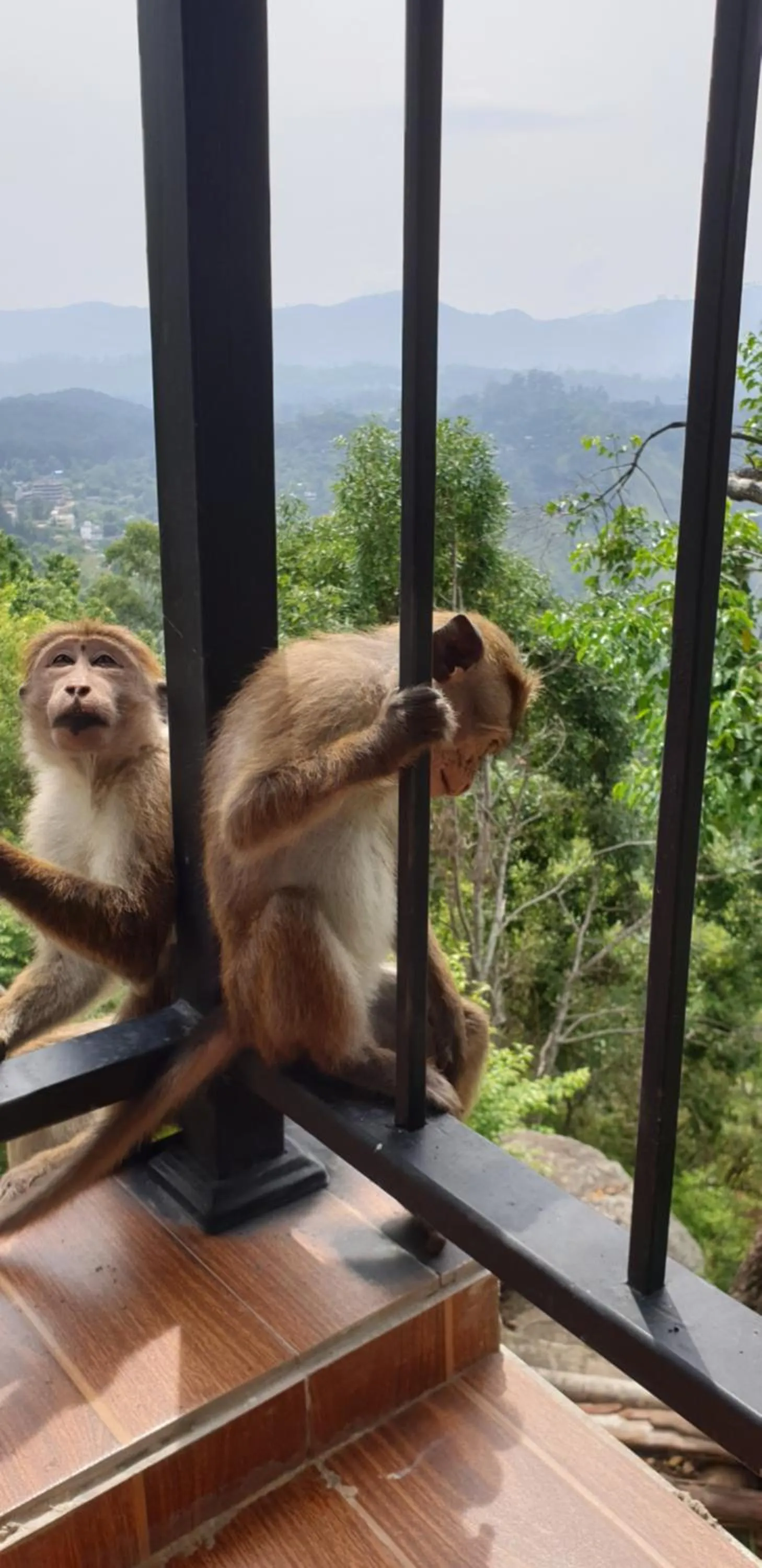 Garden in Glorious Nature Inn