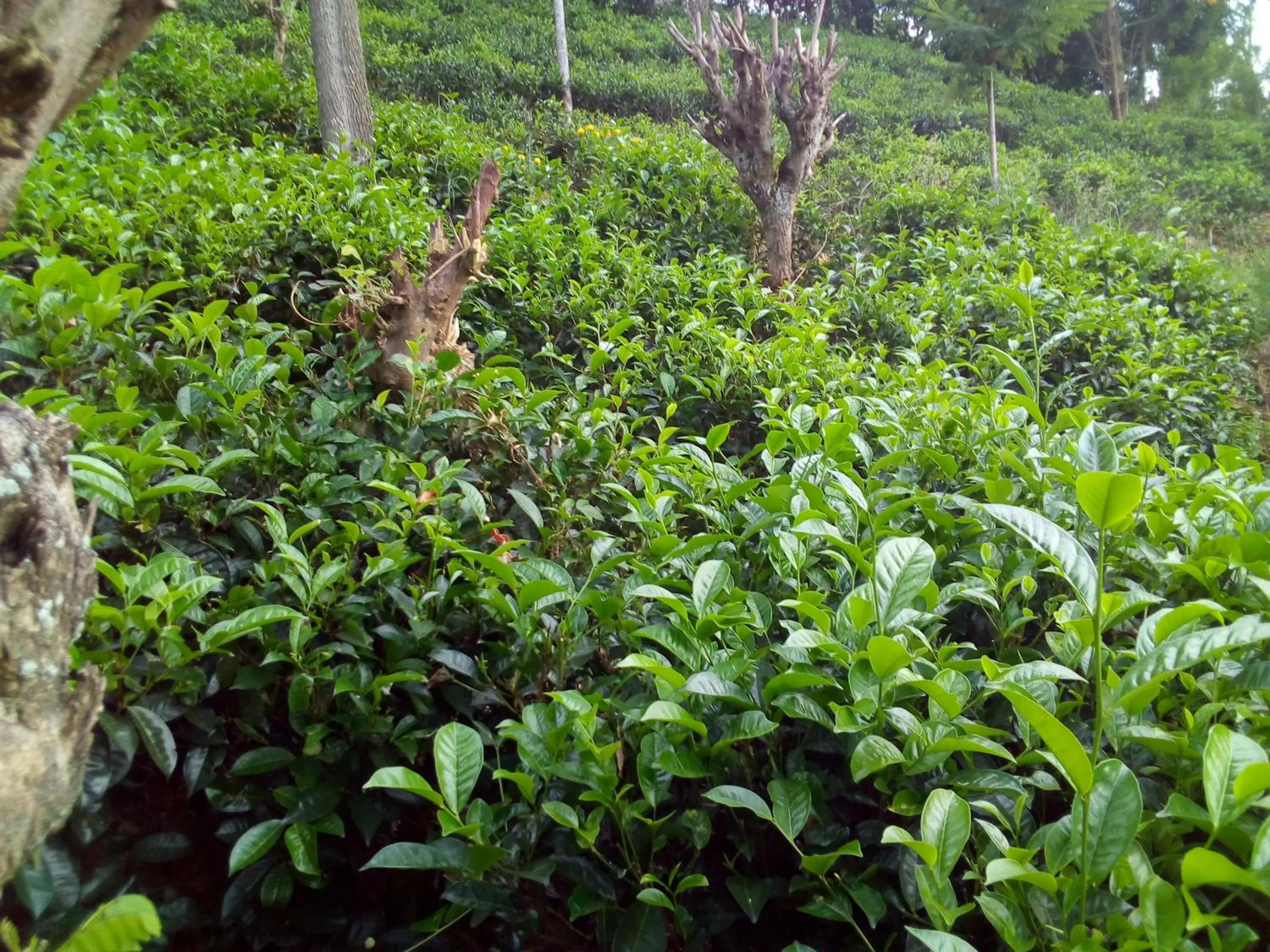 Garden in Glorious Nature Inn