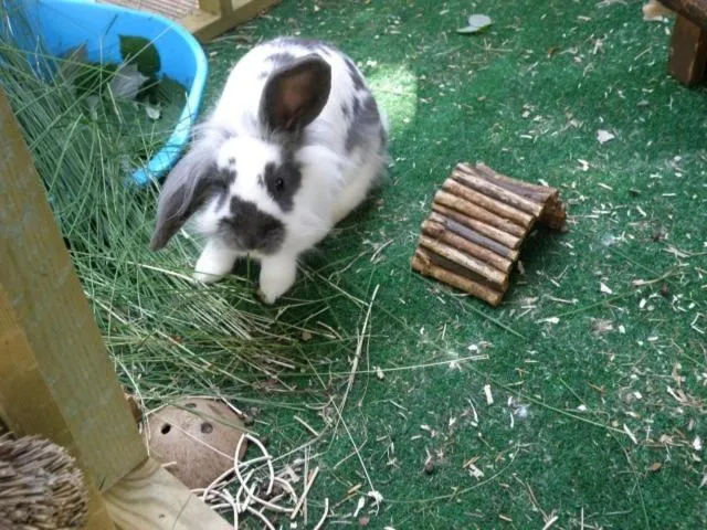 Pets in Kettle House B&B