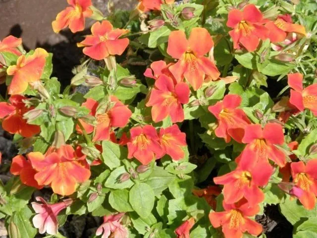 Garden in Kettle House B&B